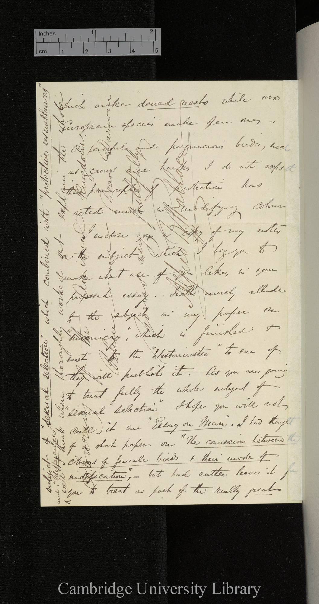 Alfred Russel Wallace to Charles Robert Darwin