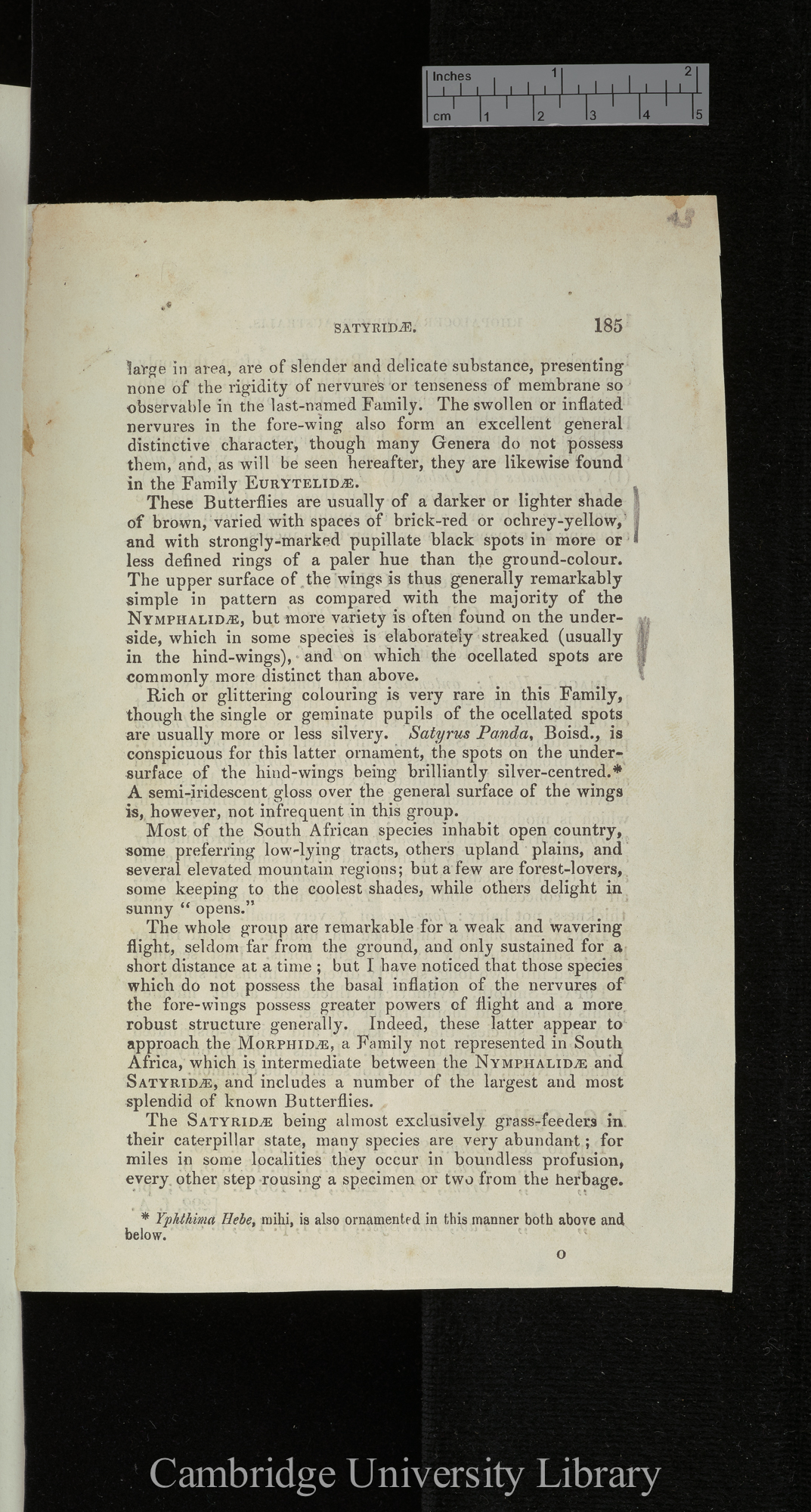 Rhopalocera africae australis: Satyridae &#39;[source unknown]&#39;: 185