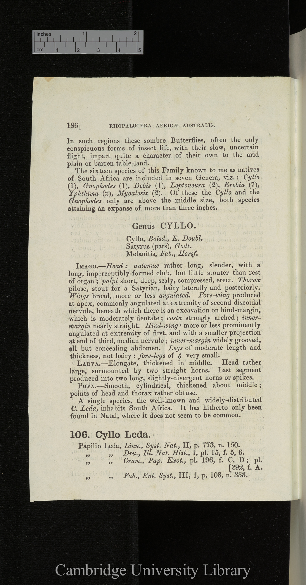 Rhopalocera africae australis: Satyridae &#39;[source unknown]&#39;: 186