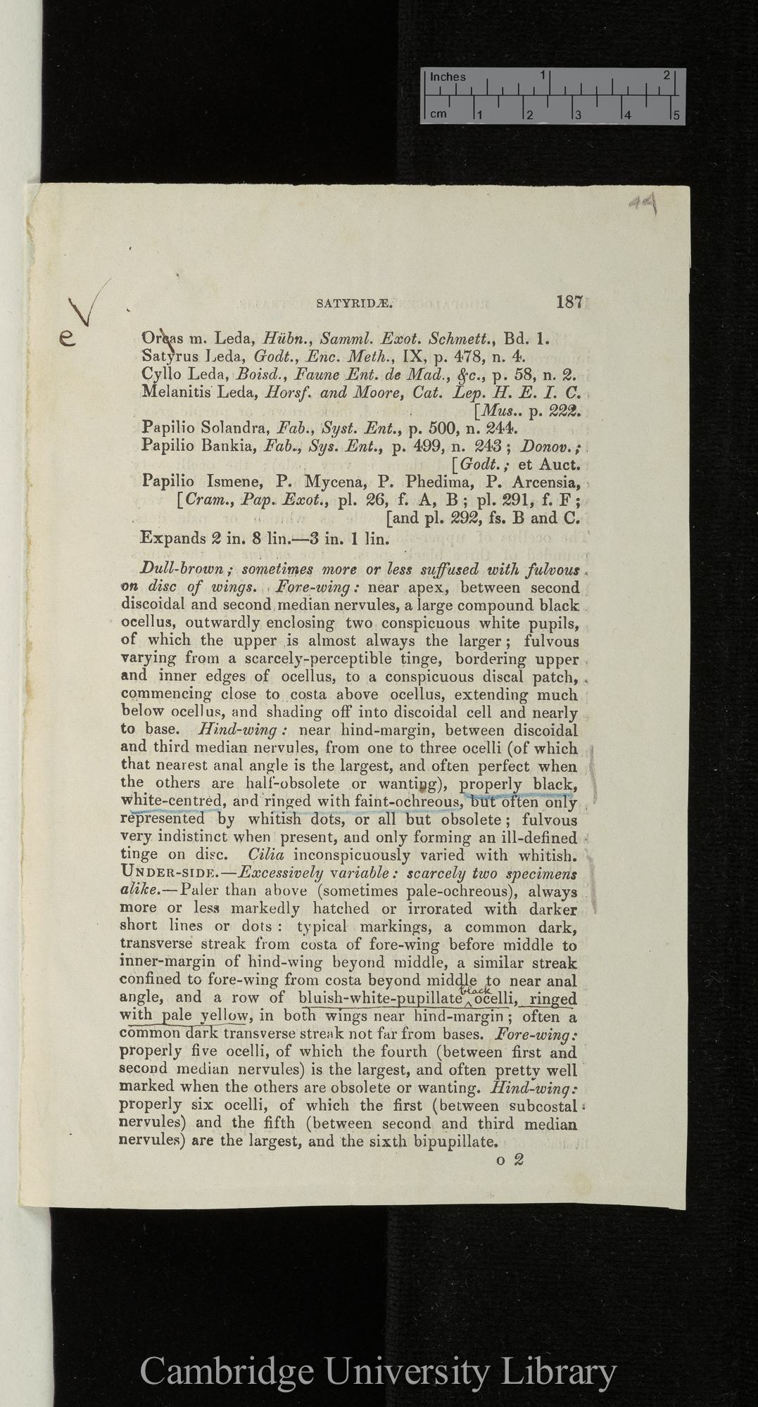 Rhopalocera africae australis: Satyridae &#39;[source unknown]&#39;: 187