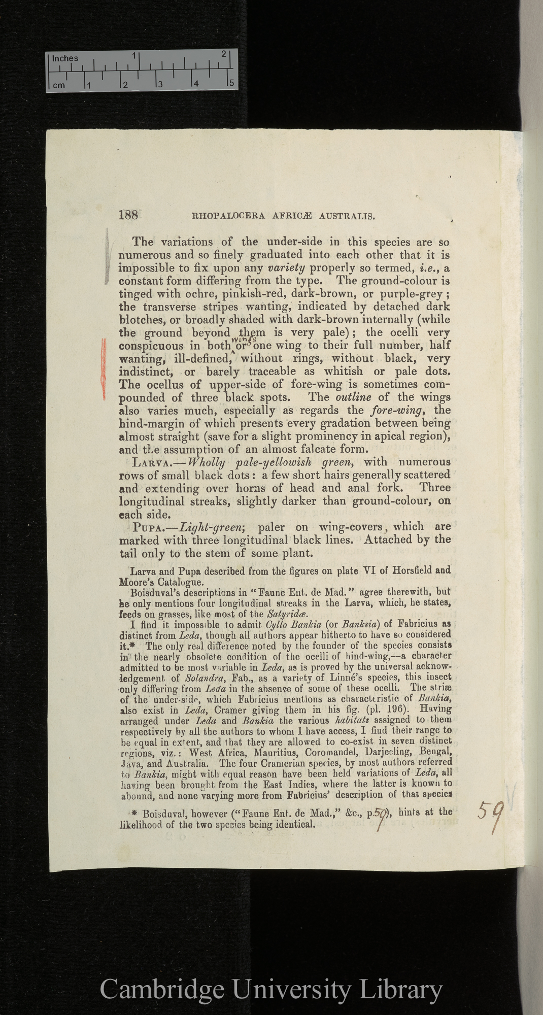 Rhopalocera africae australis: Satyridae &#39;[source unknown]&#39;: 187