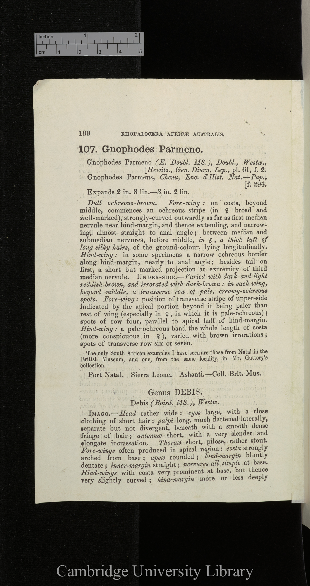 Rhopalocera africae australis: Satyridae &#39;[source unknown]&#39;: 189