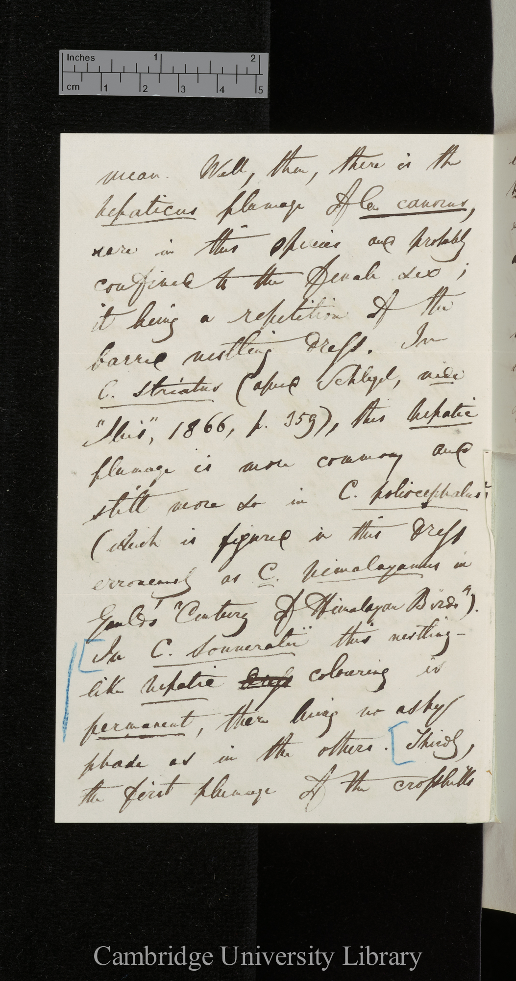 Edward Blyth to Charles Robert Darwin