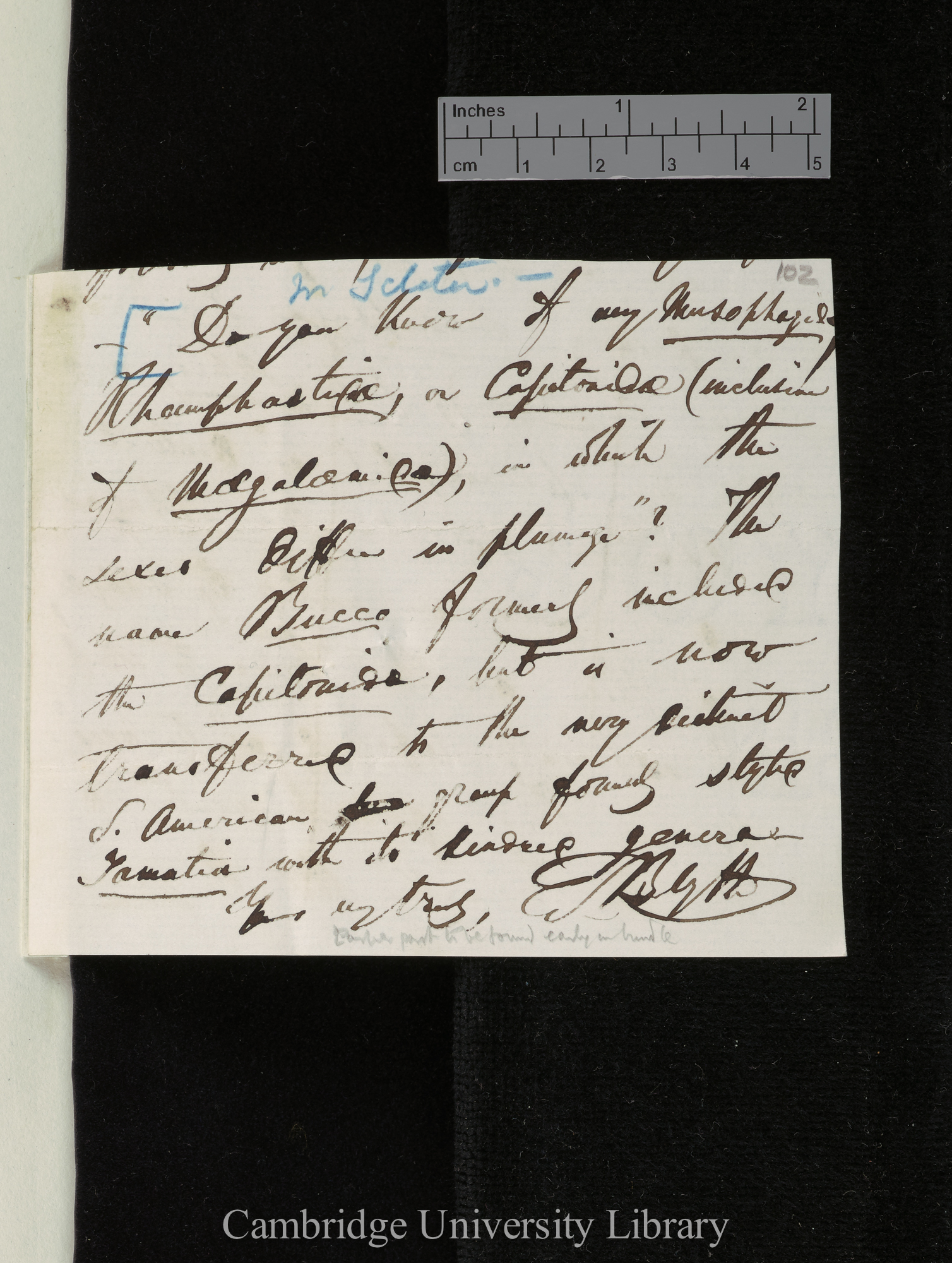 Edward Blyth to Charles Robert Darwin