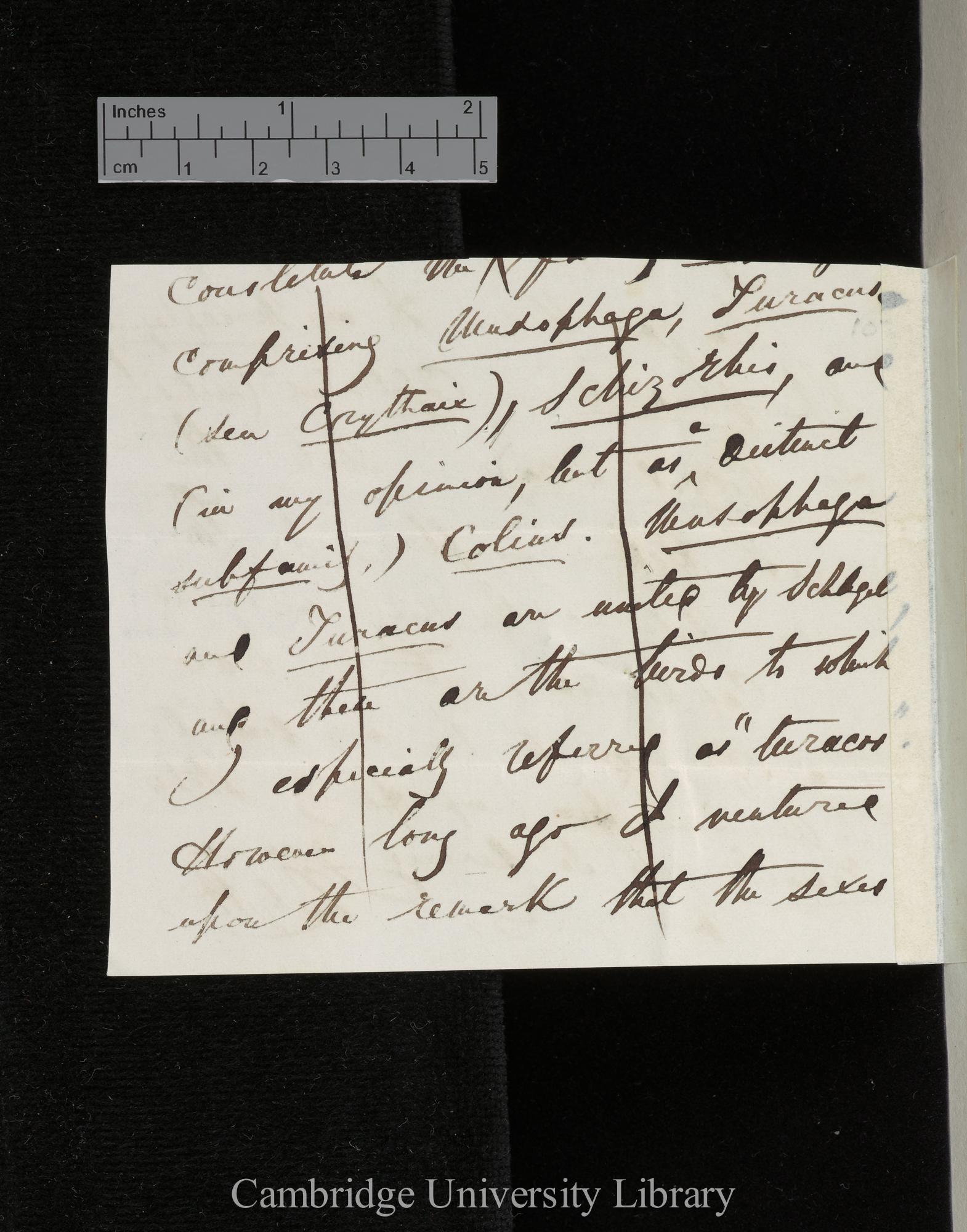 Edward Blyth to Charles Robert Darwin