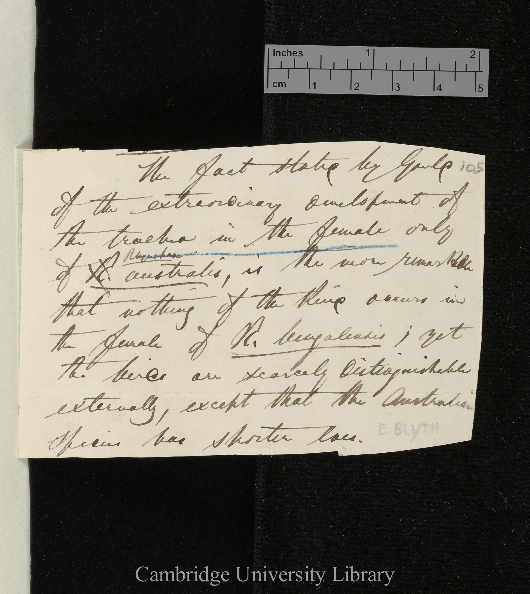 [Edward Blyth] to Charles Robert Darwin