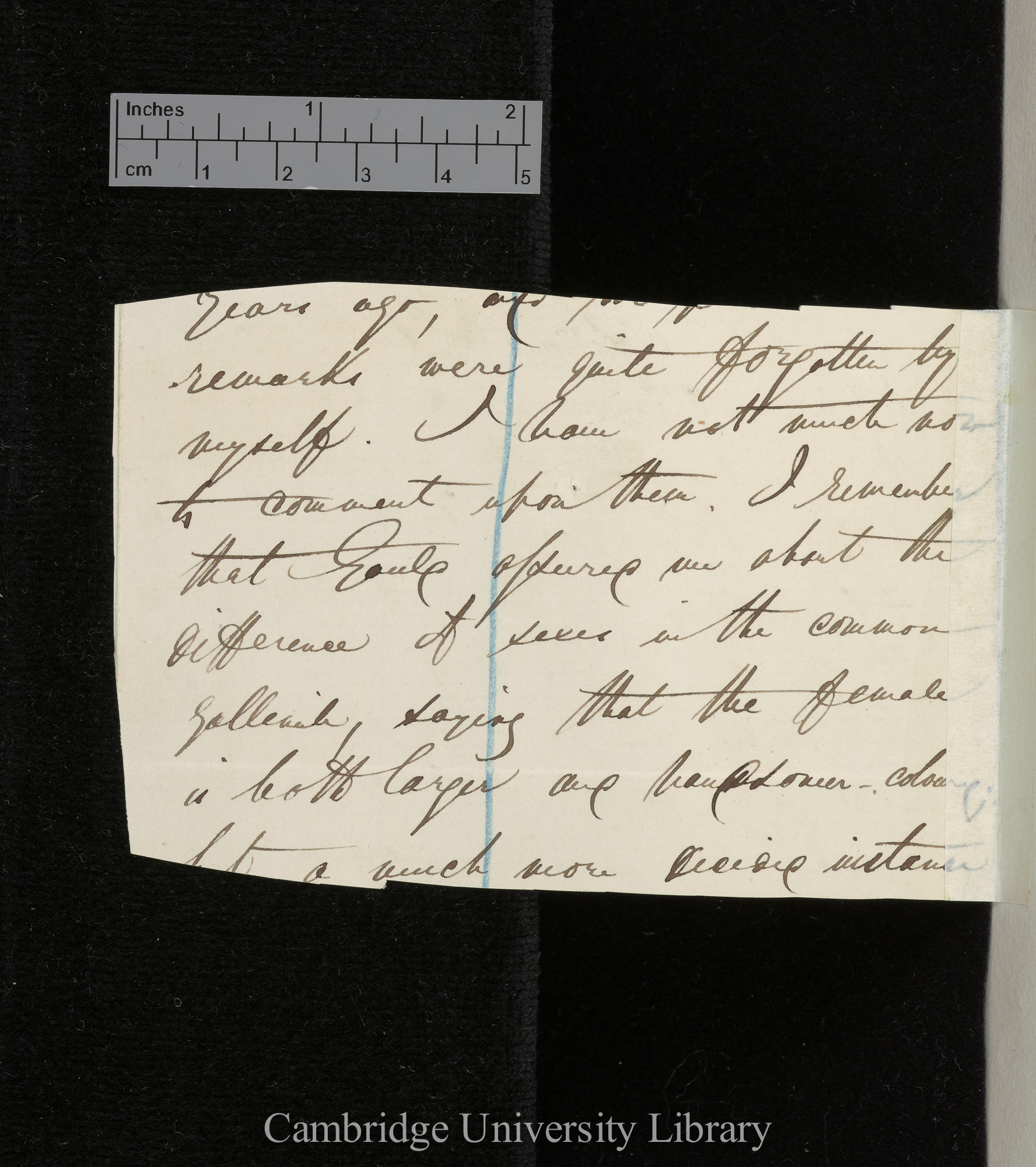 [Edward Blyth] to Charles Robert Darwin