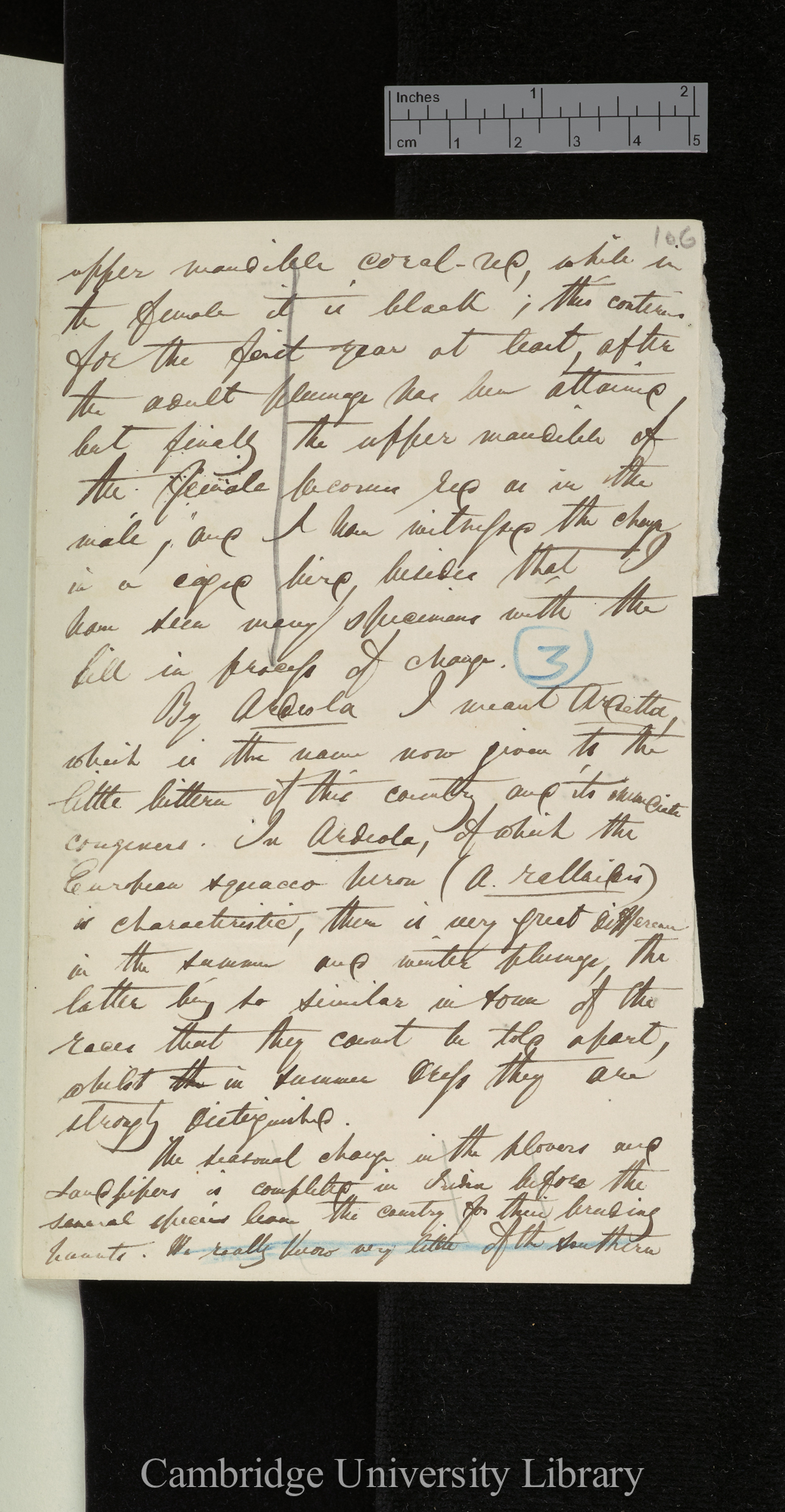 [Edward Blyth] to Charles Robert Darwin