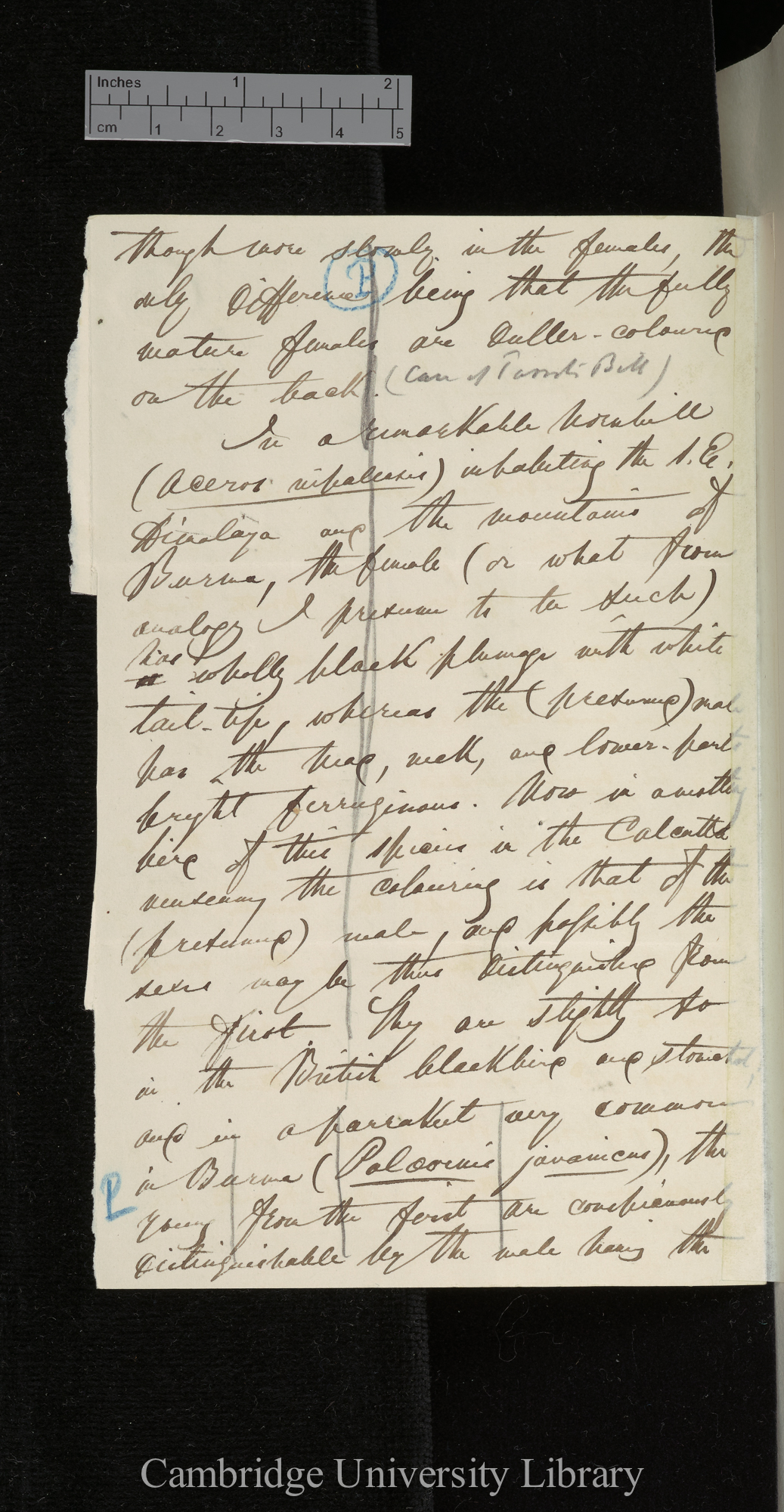 [Edward Blyth] to Charles Robert Darwin