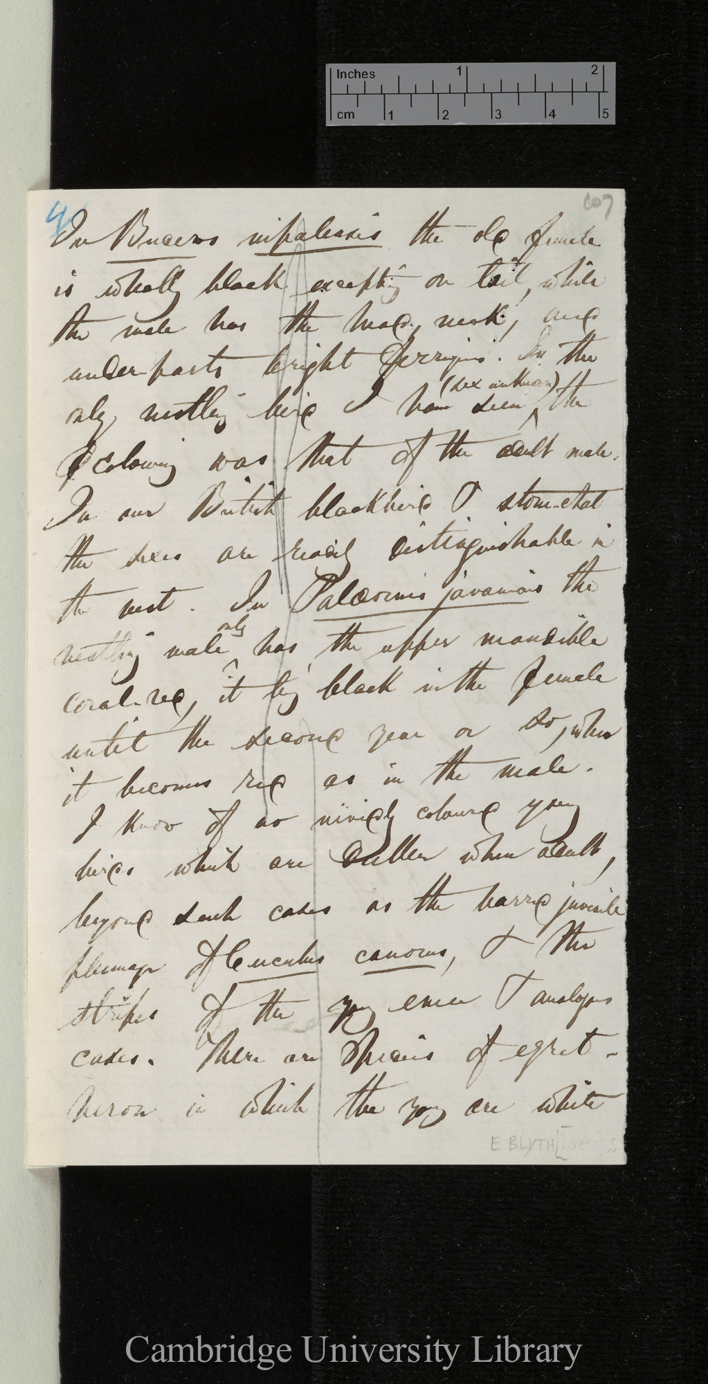 Edward Blyth to Charles Robert Darwin [p 4]