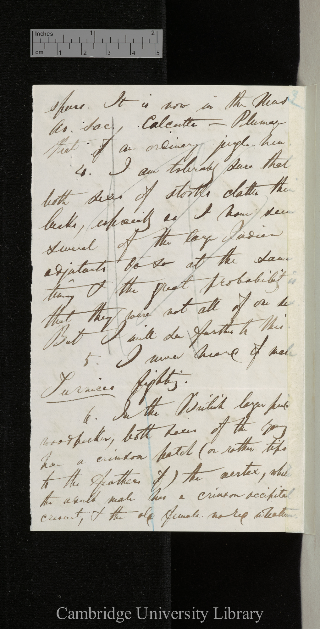 Edward Blyth to Charles Robert Darwin [p 3]