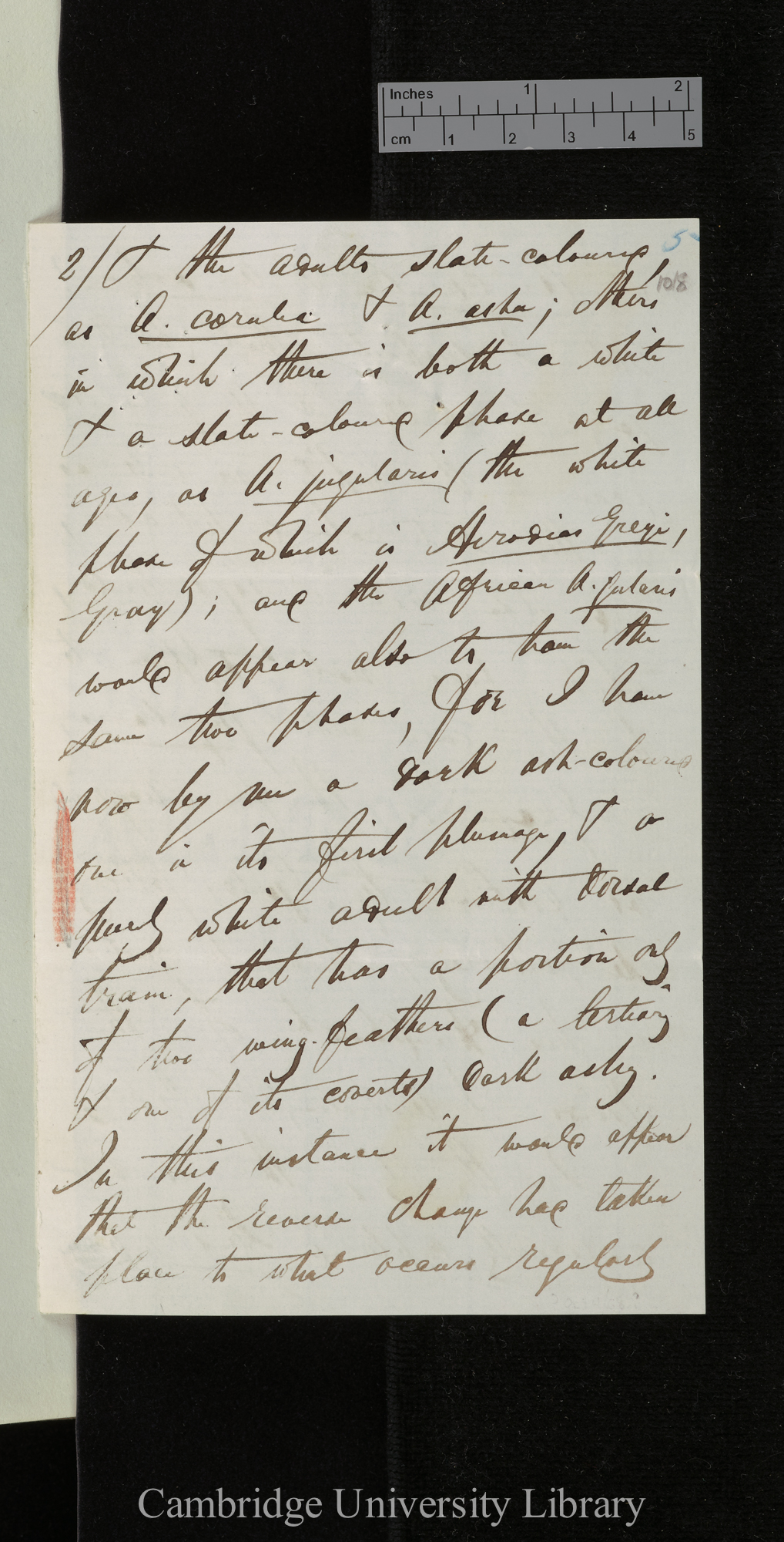 Edward Blyth to Charles Robert Darwin [p 5]