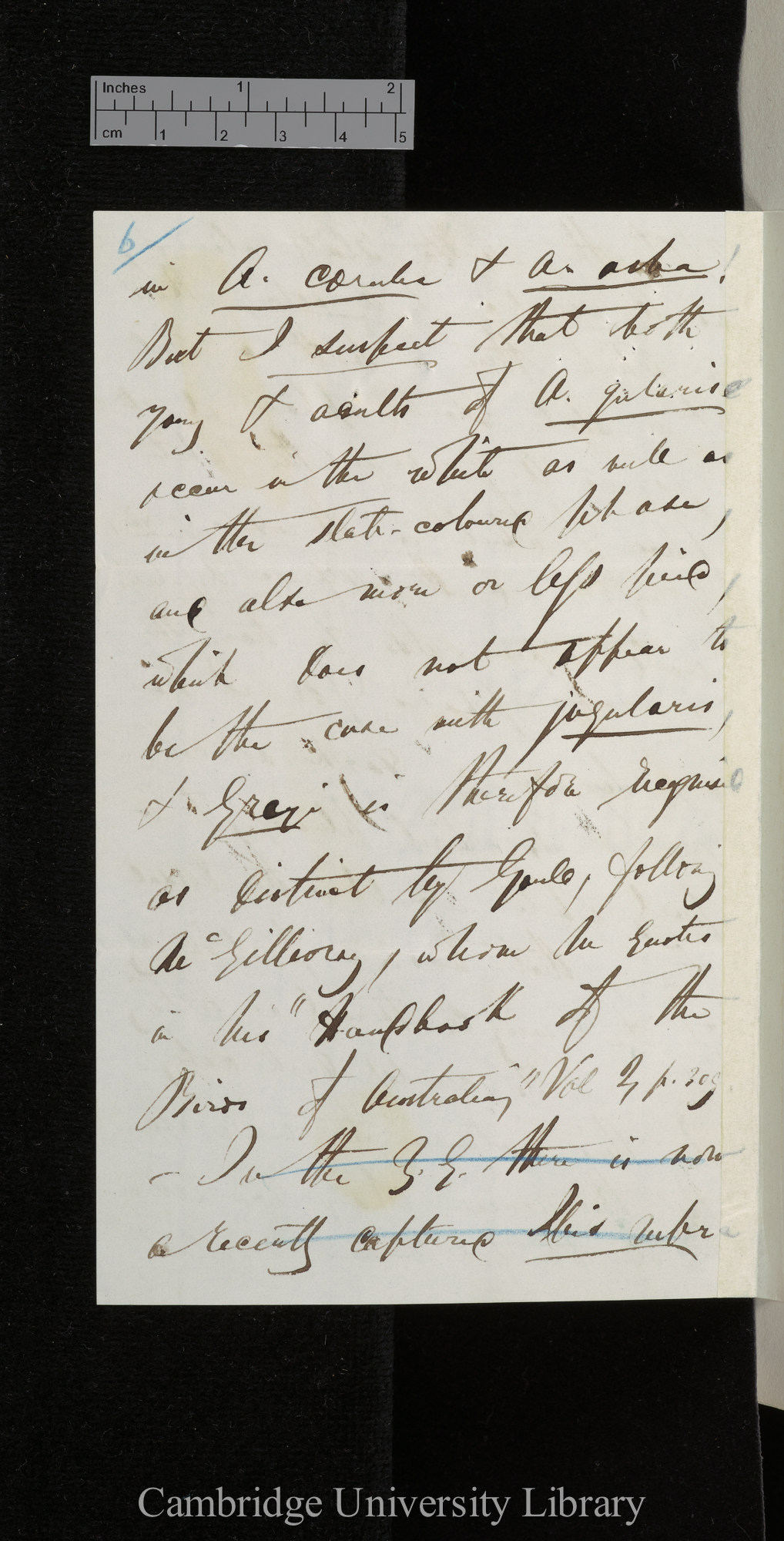 Edward Blyth to Charles Robert Darwin [p 6]