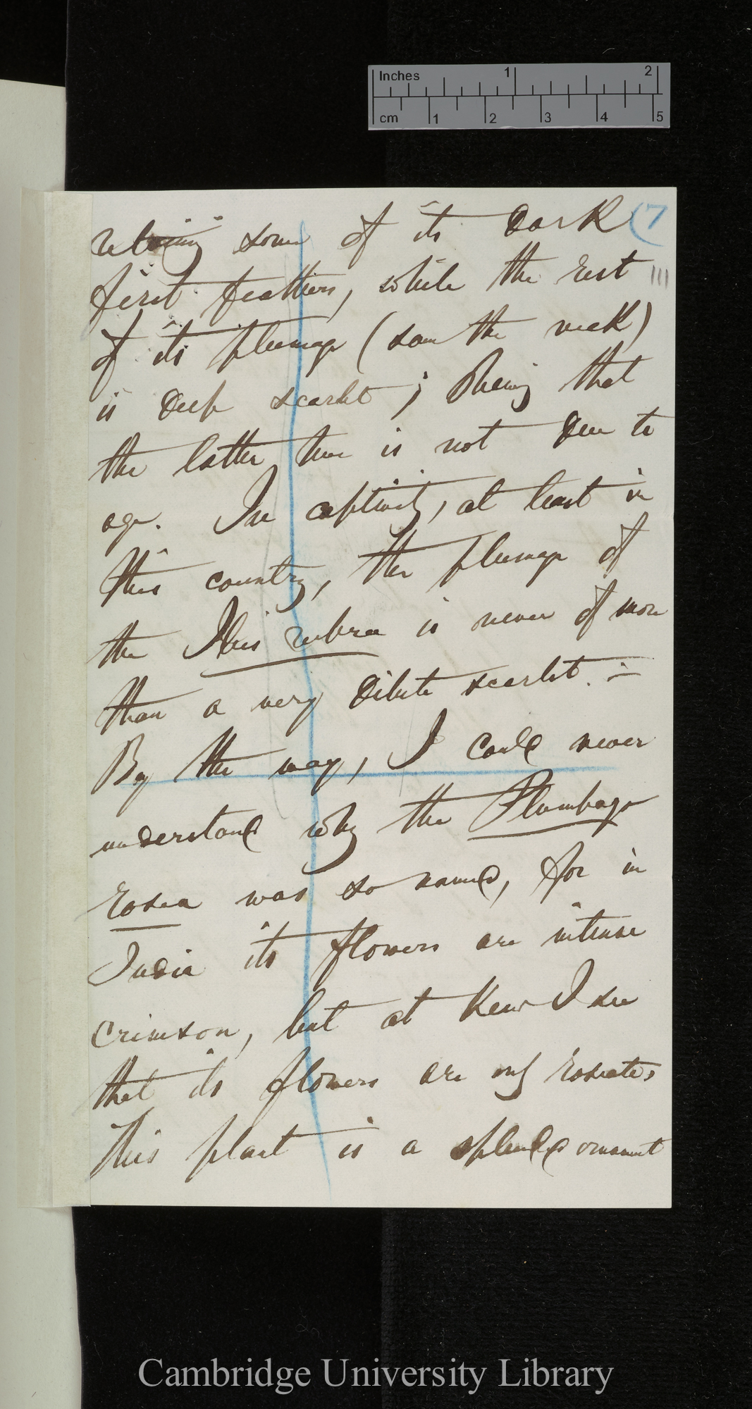 Edward Blyth to Charles Robert Darwin [p 7]