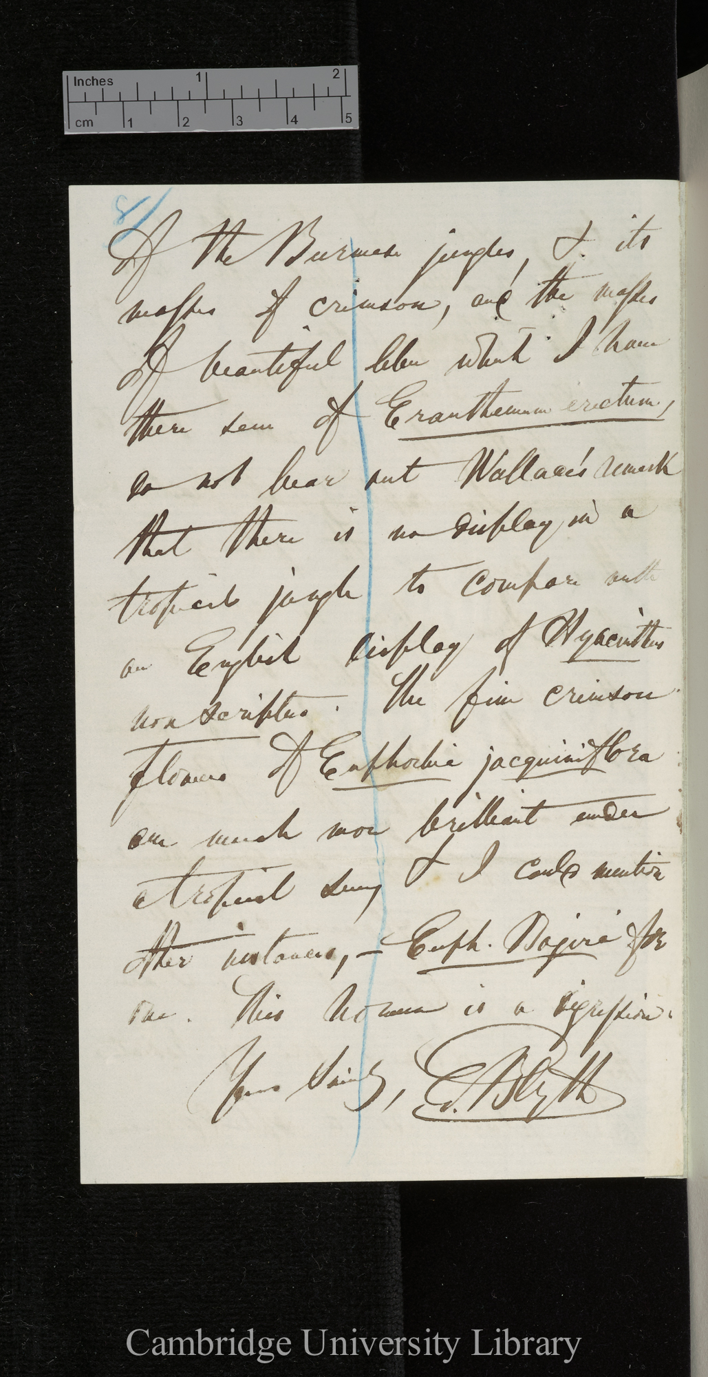 Edward Blyth to Charles Robert Darwin [p 8]