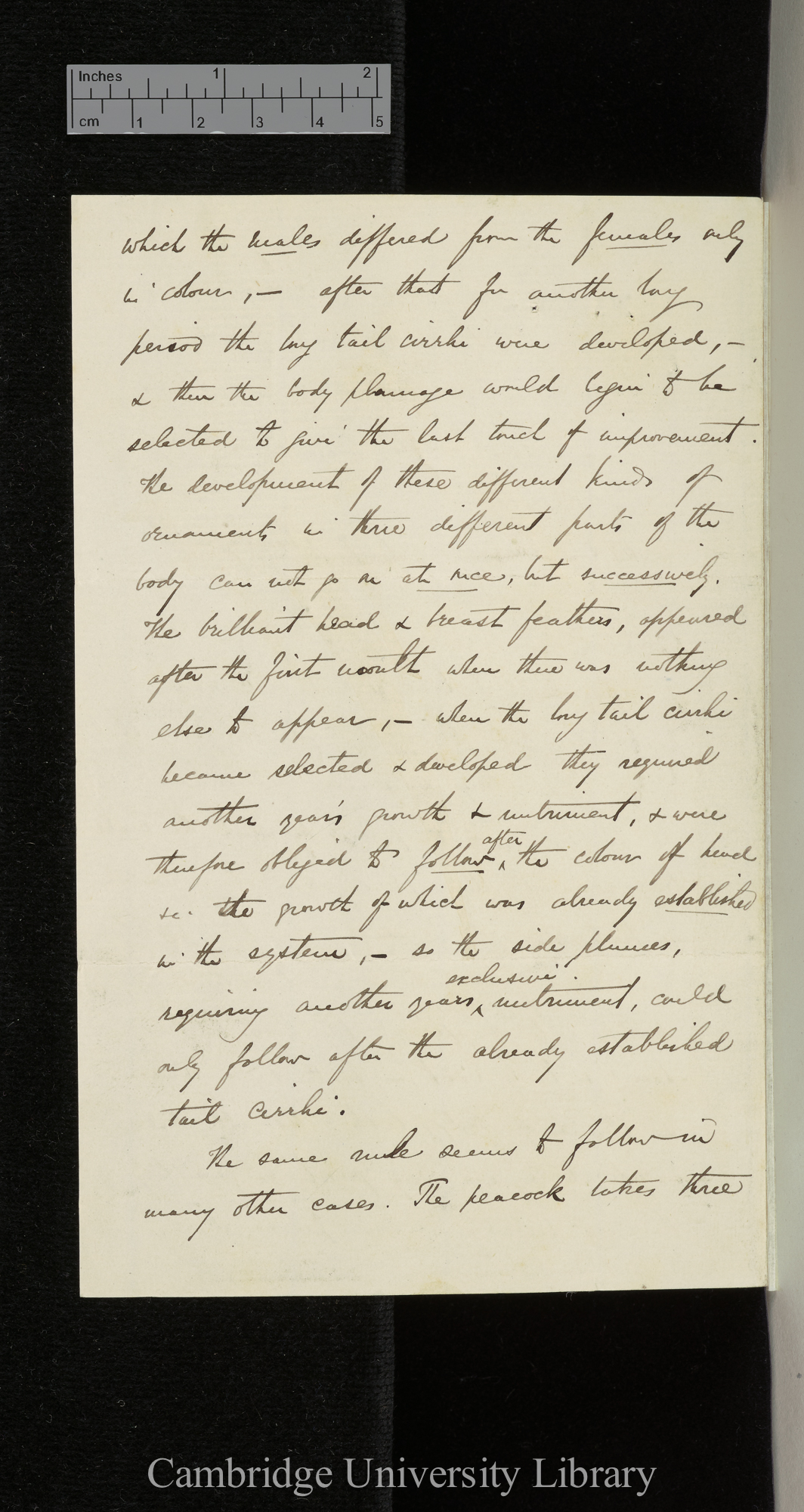 Alfred Russel Wallace to Charles Robert Darwin