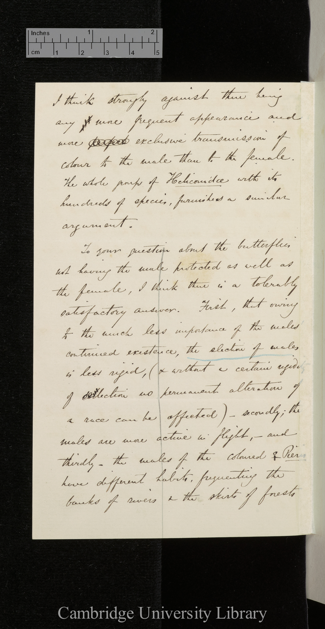 Alfred Russel Wallace to Charles Robert Darwin