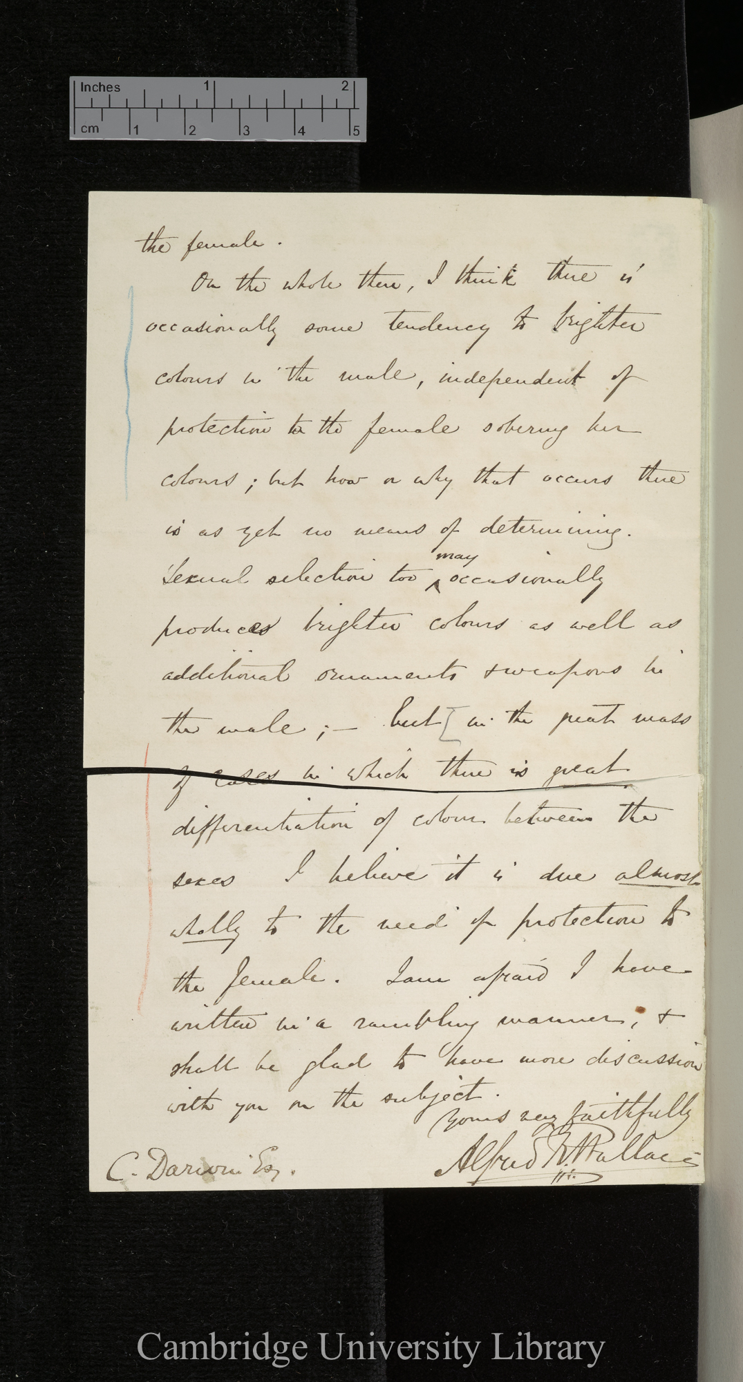 Alfred Russel Wallace to Charles Robert Darwin