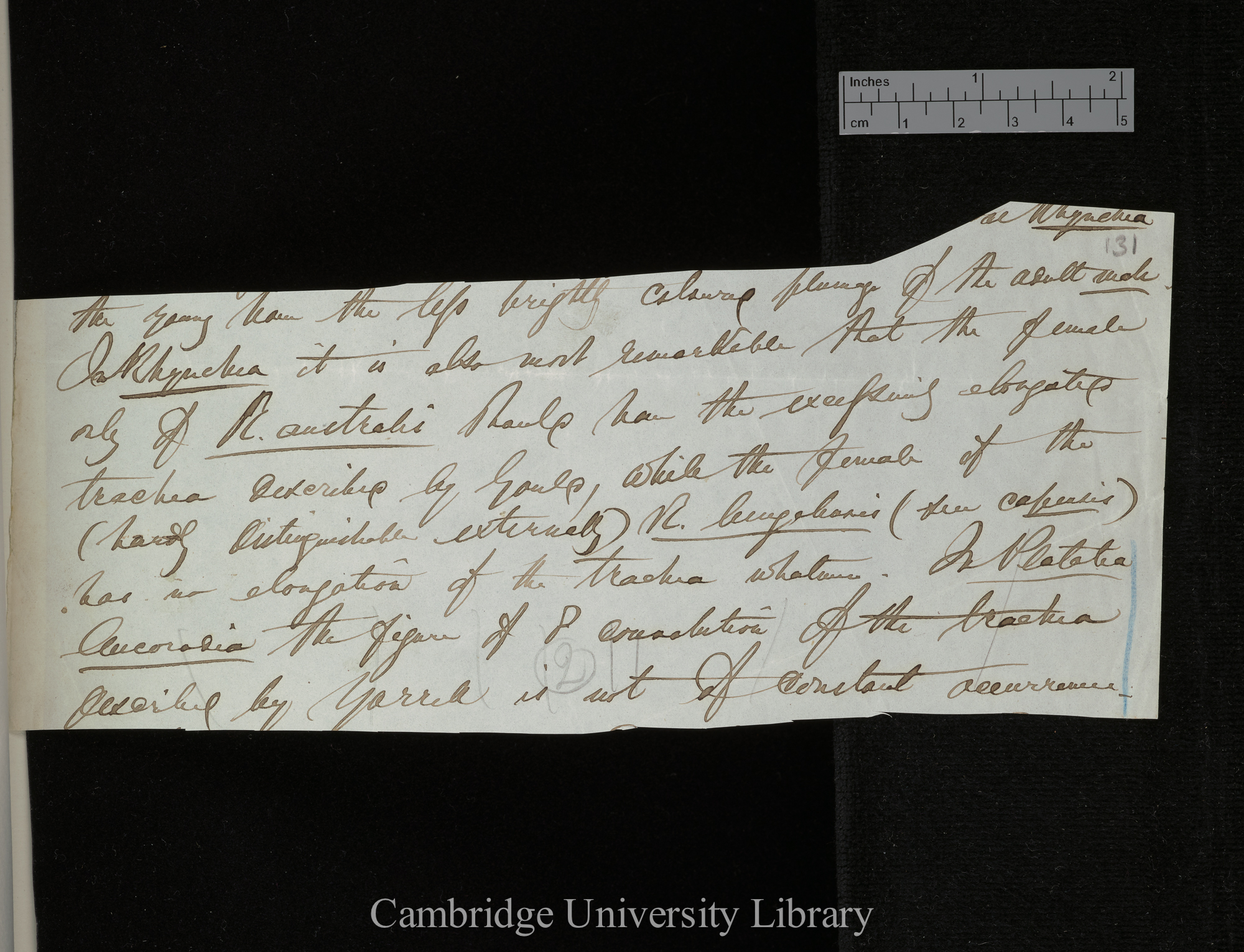 [Edward Blyth] to Charles Robert Darwin