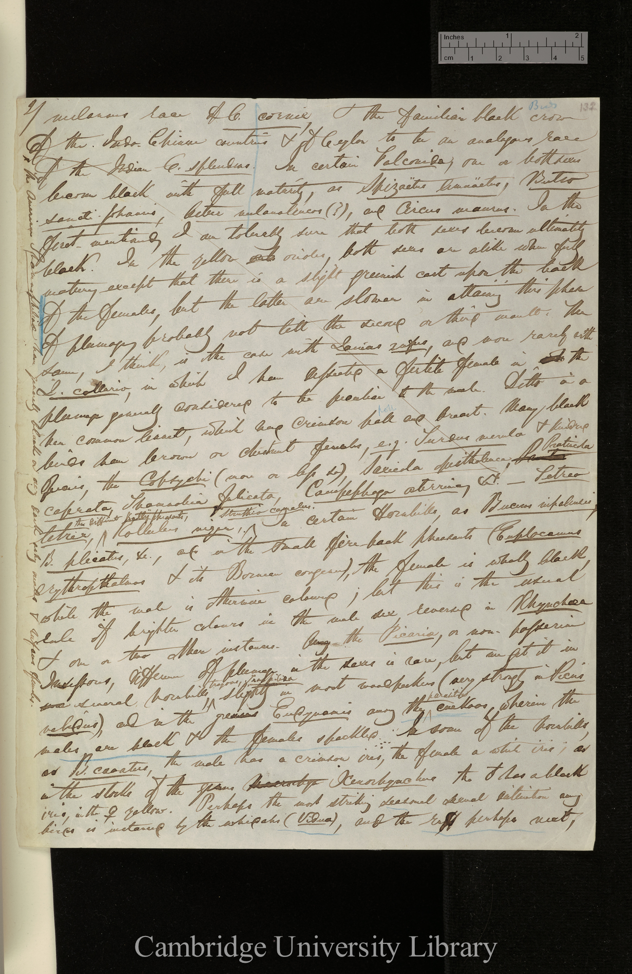 [Edward Blyth] to Charles Robert Darwin