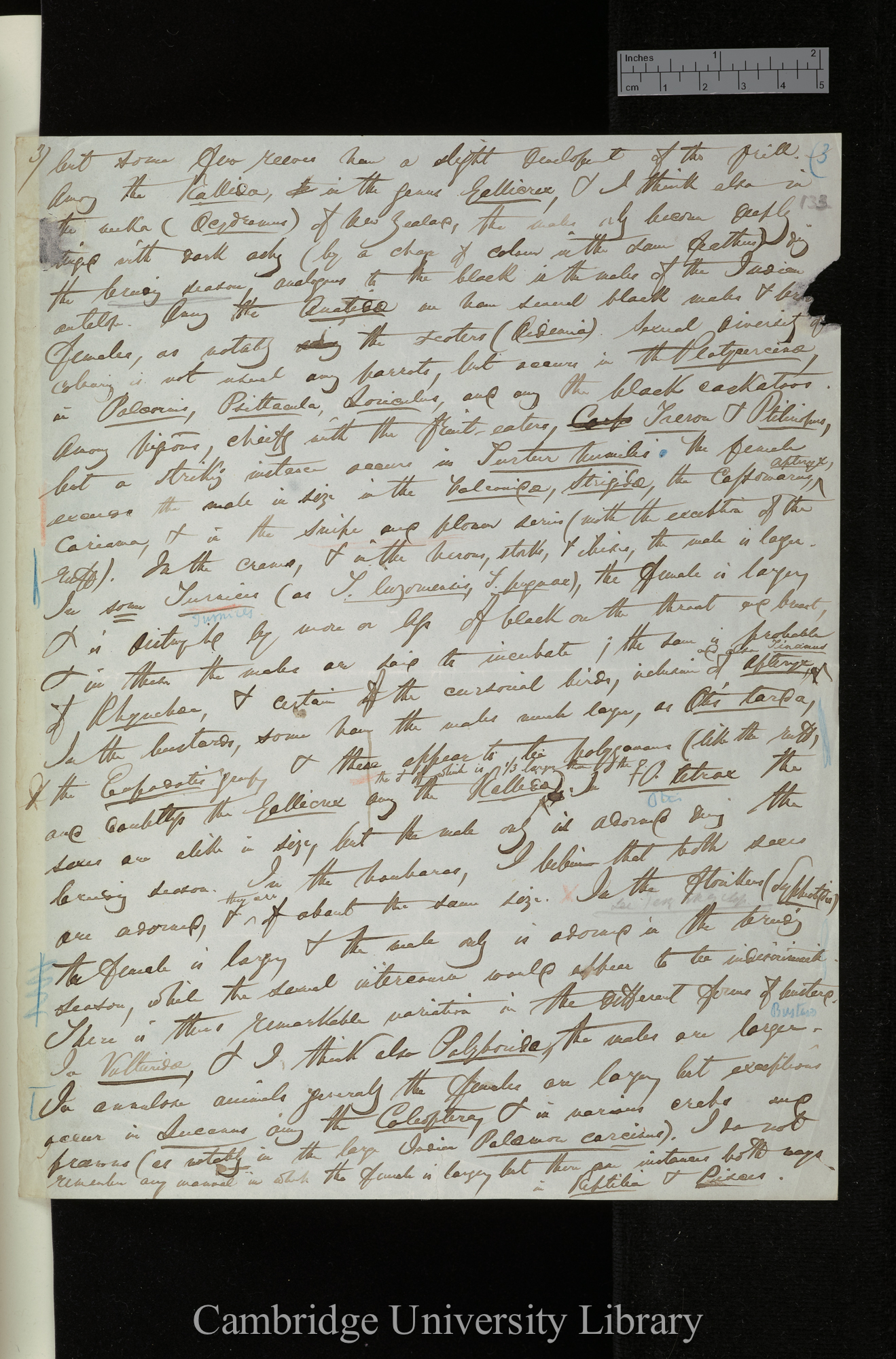 [Edward Blyth] to Charles Robert Darwin