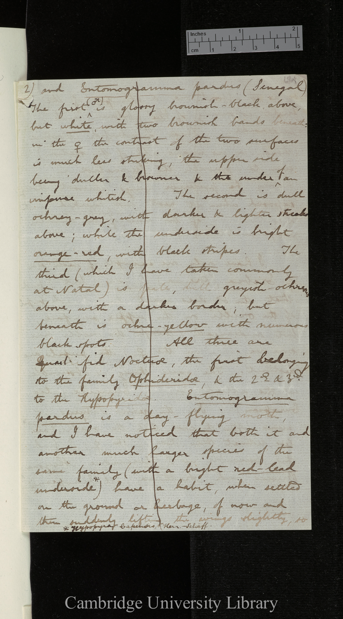 Roland Trimen to Charles Robert Darwin