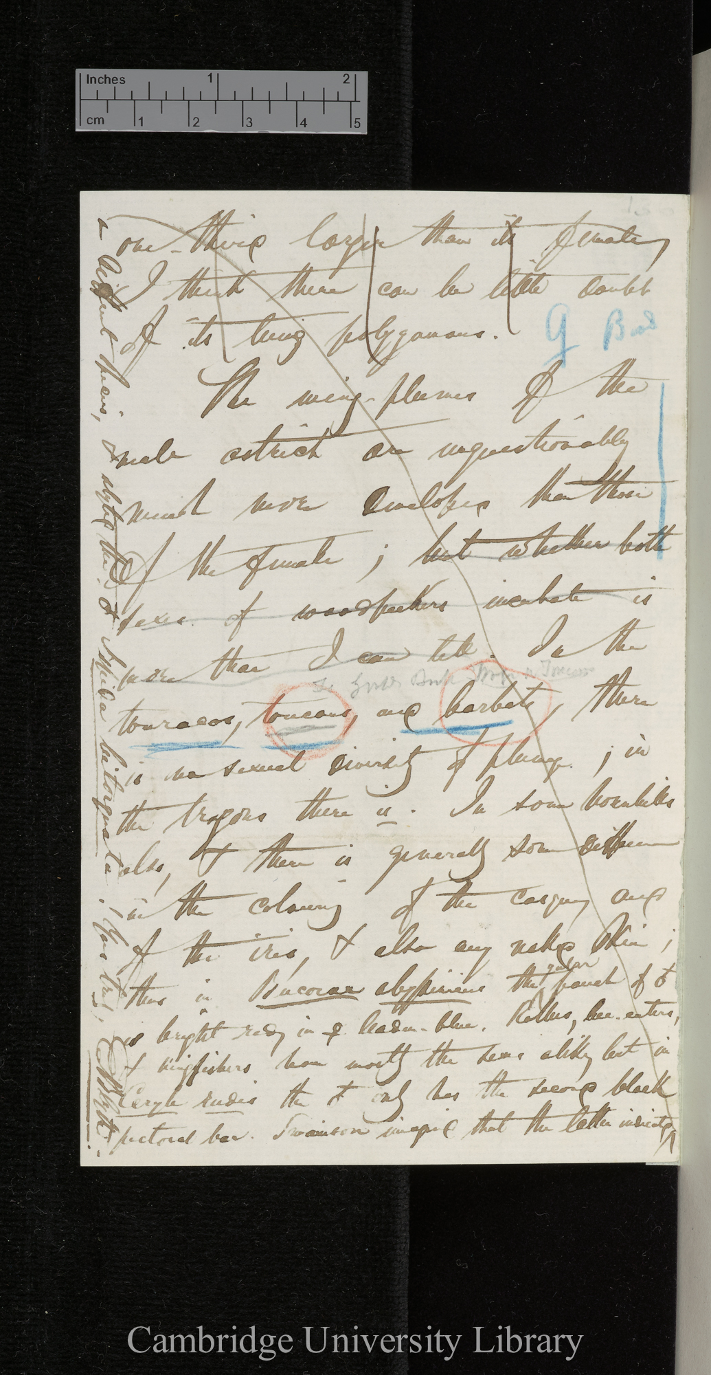 Edward Blyth to Charles Robert Darwin