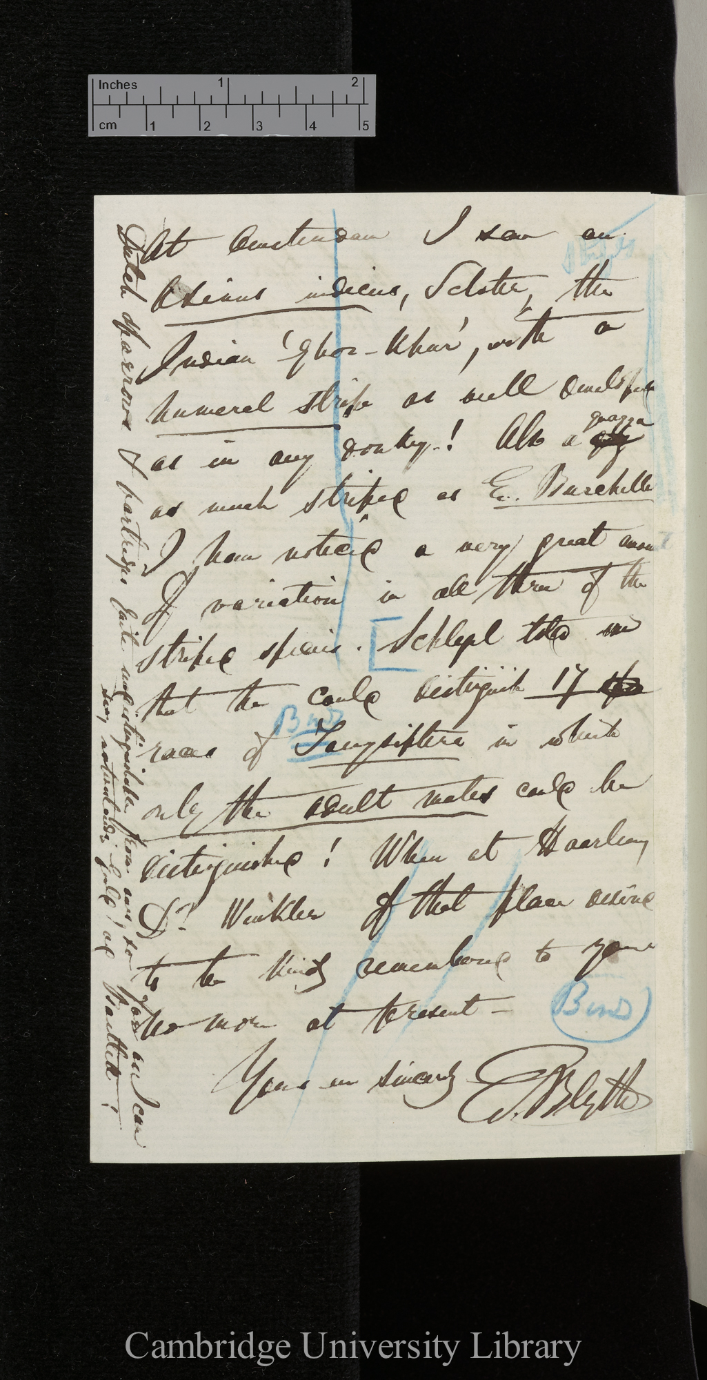 Edward Blyth to Charles Robert Darwin