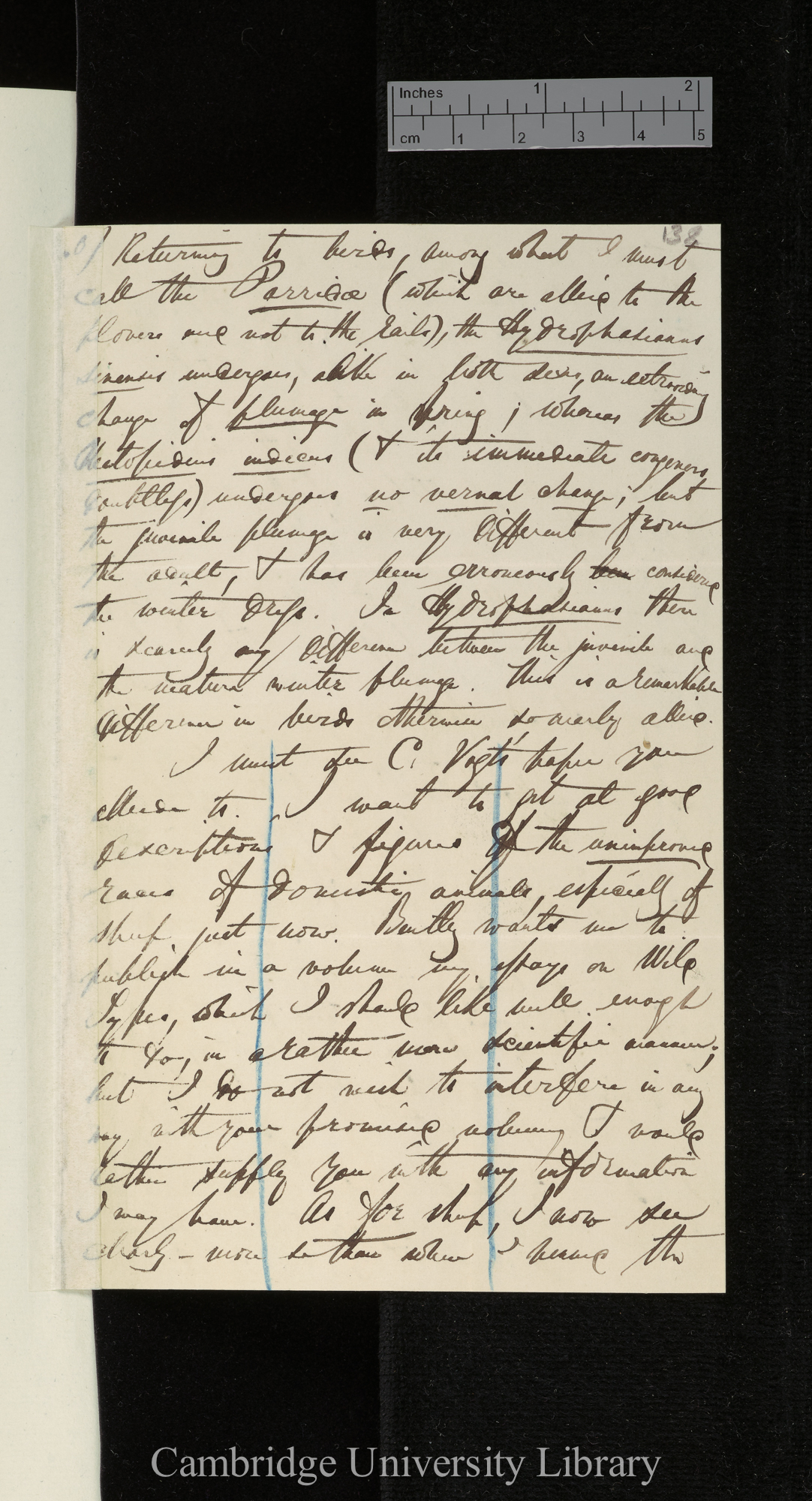 Edward Blyth to Charles Robert Darwin