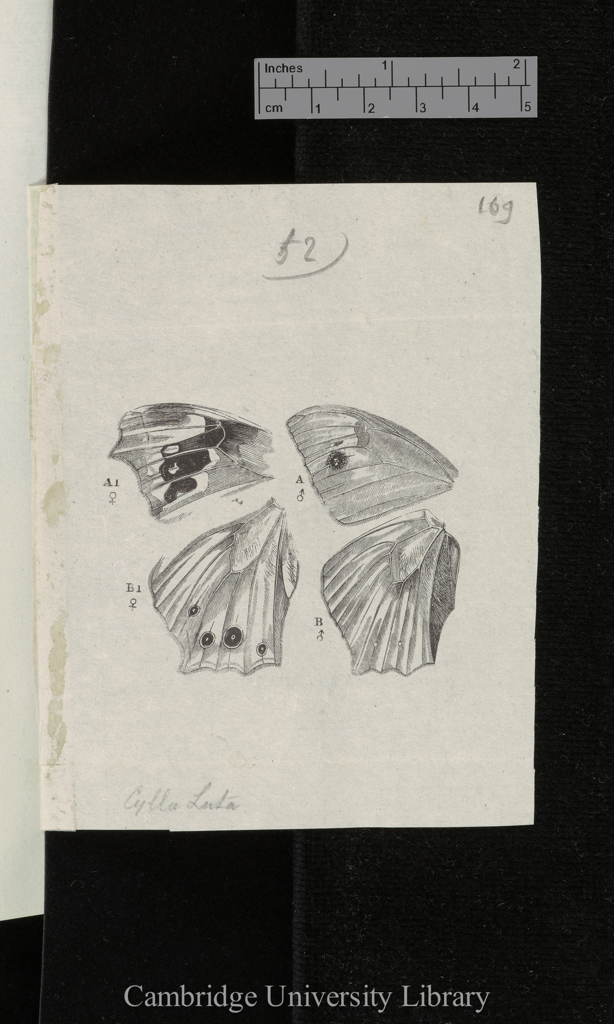 [prints of woodcuts of details of butterfly wings]