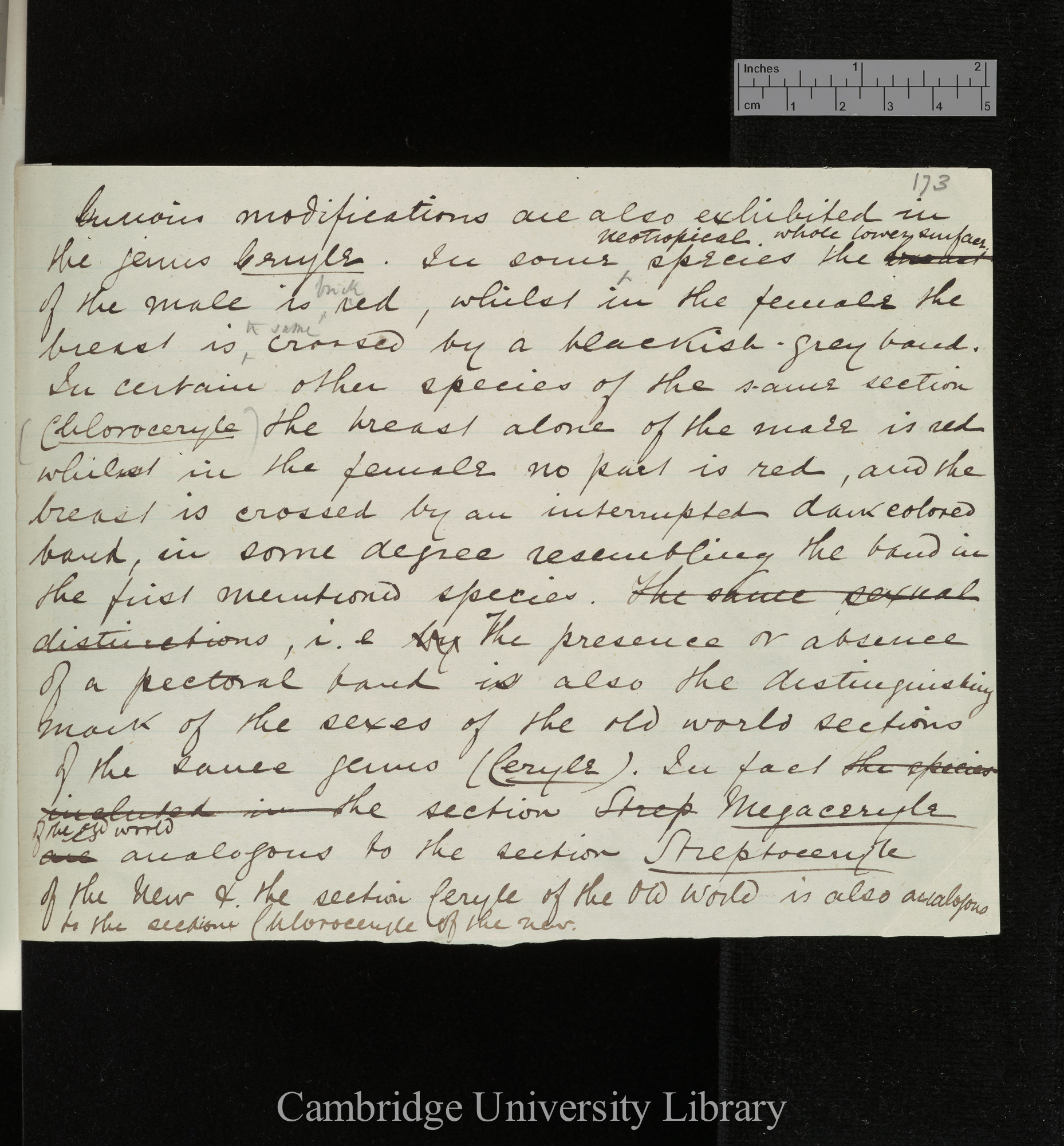 Osbert Salvin to Charles Robert Darwin