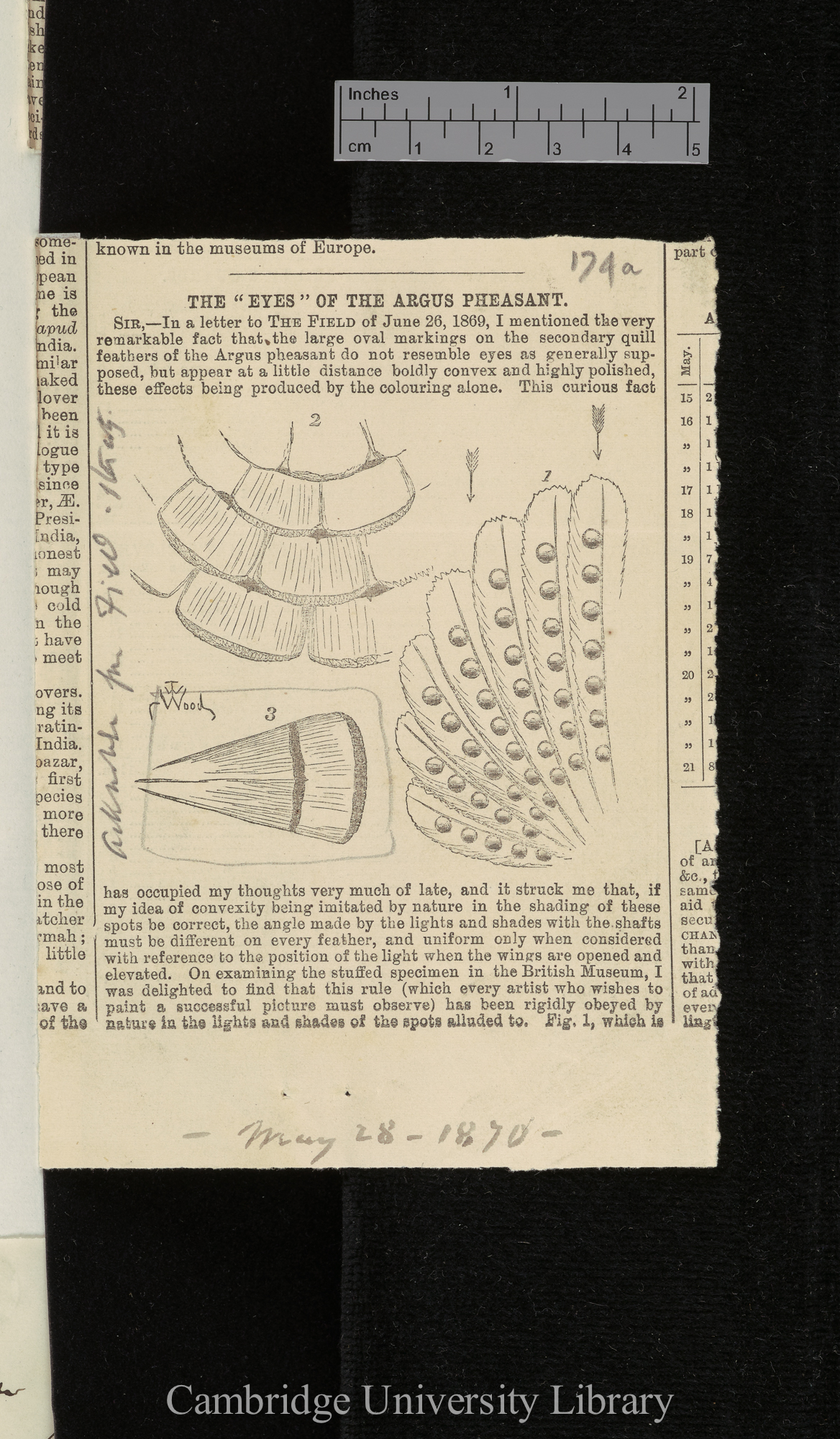 Wood, Thomas. The &#39;eyes&#39; of the argus pheasant &#39;Field&#39;: 457