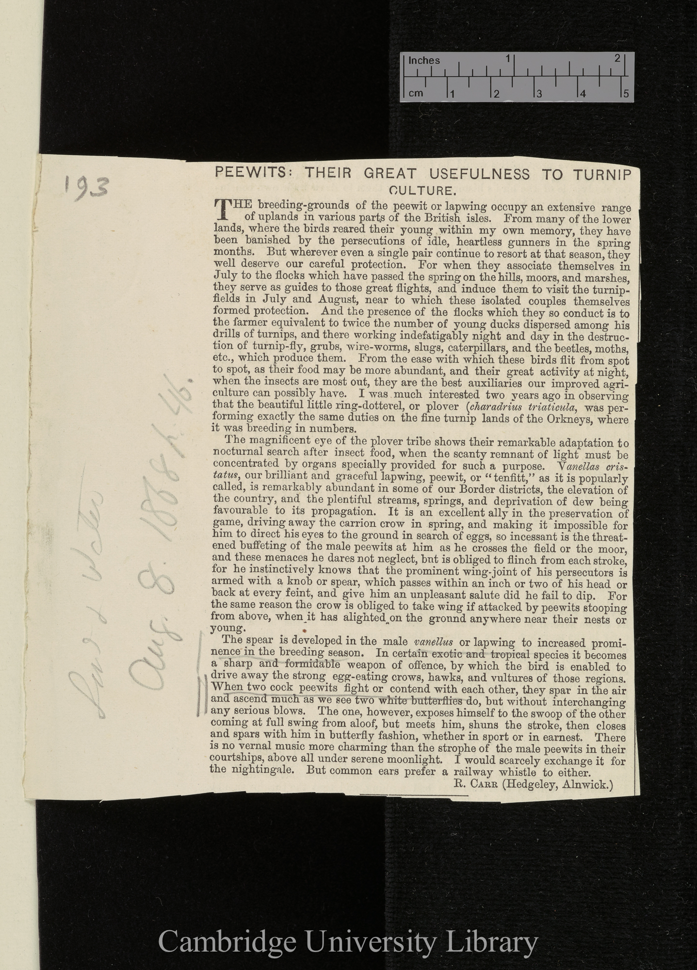 [Carr, Ralph Edward]. Peewits: their great usefulness to turnip culture &#39;Land and Water&#39;: 46