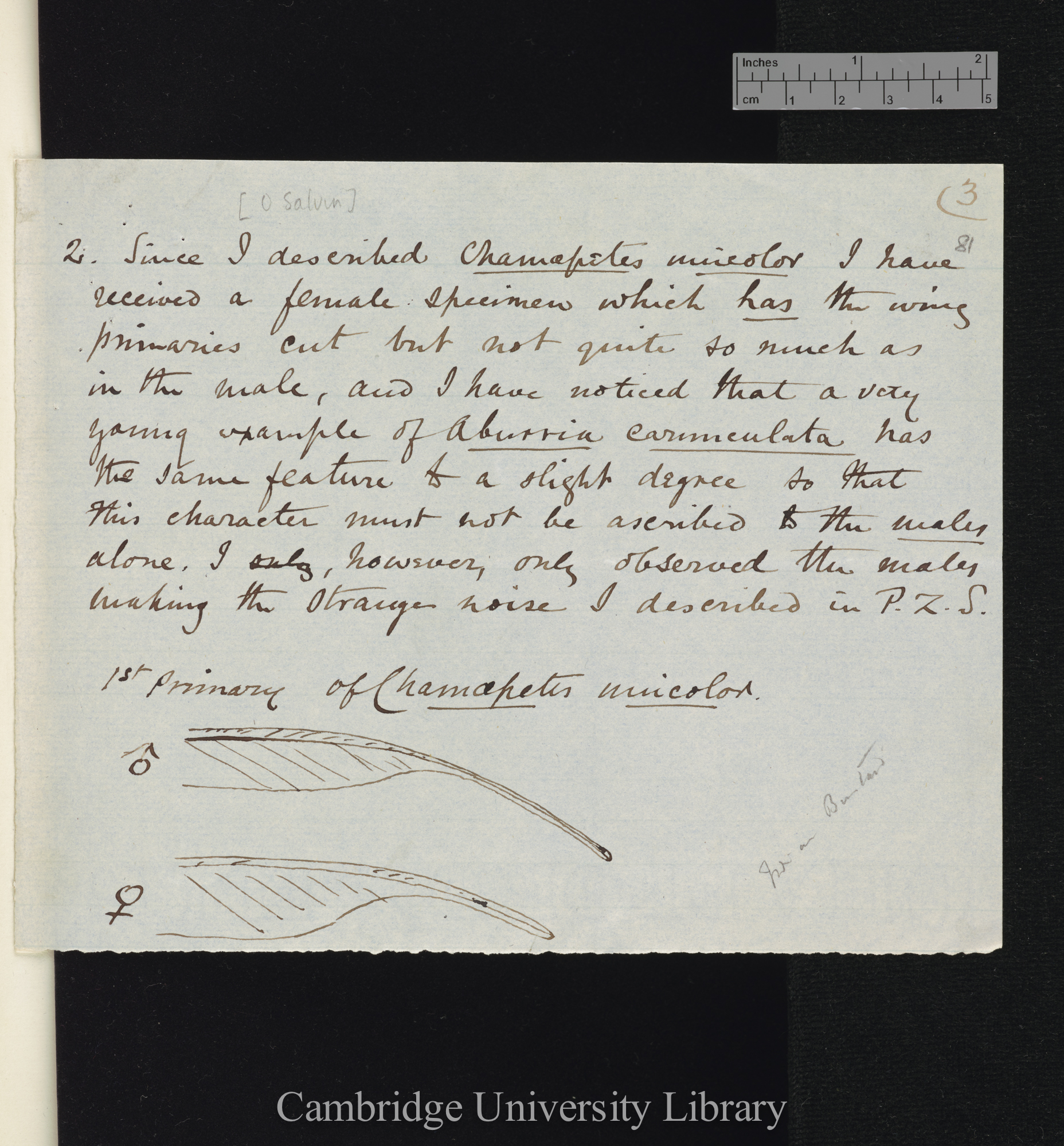 Osbert Salvin to Charles Robert Darwin