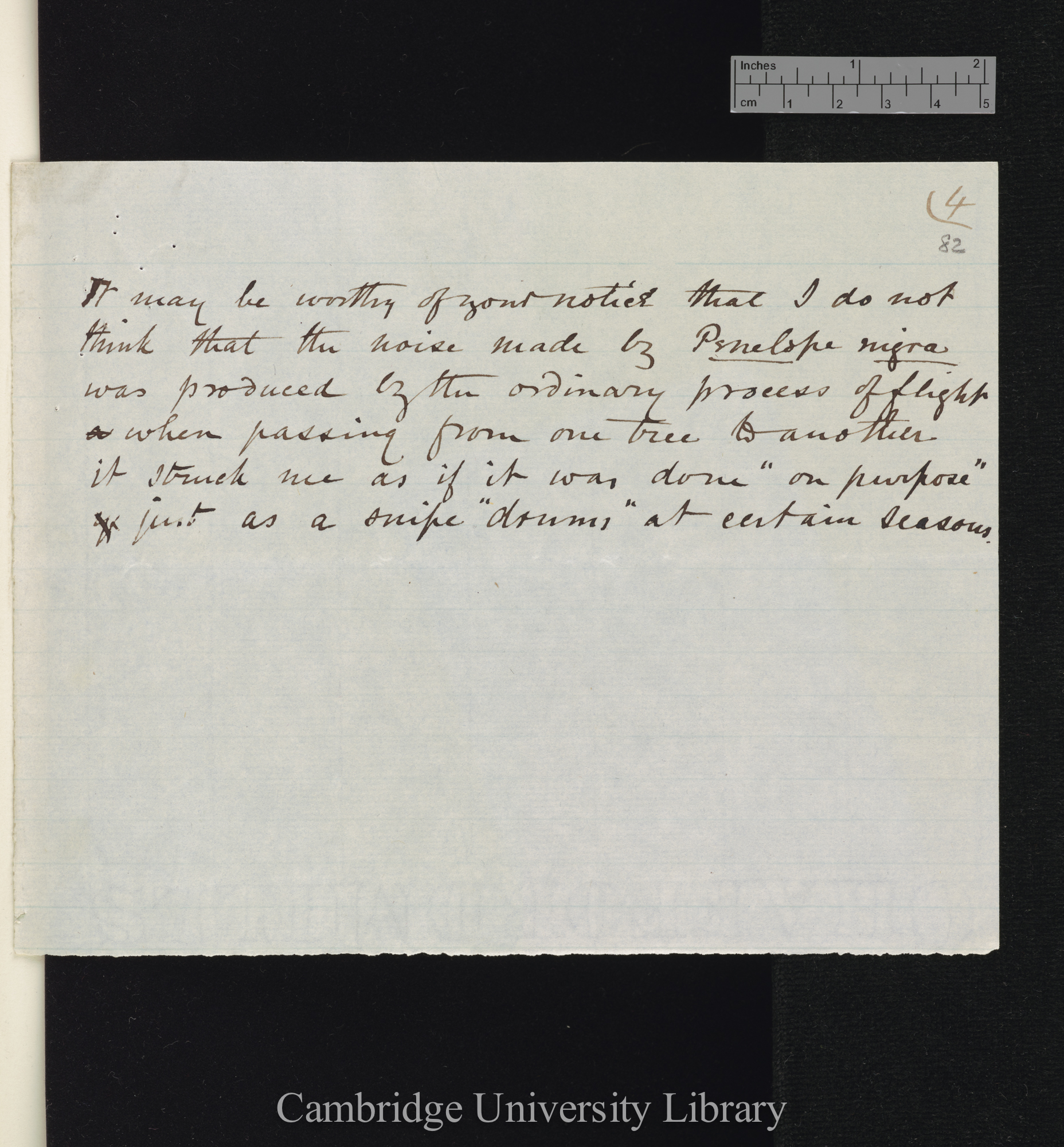 Osbert Salvin to Charles Robert Darwin