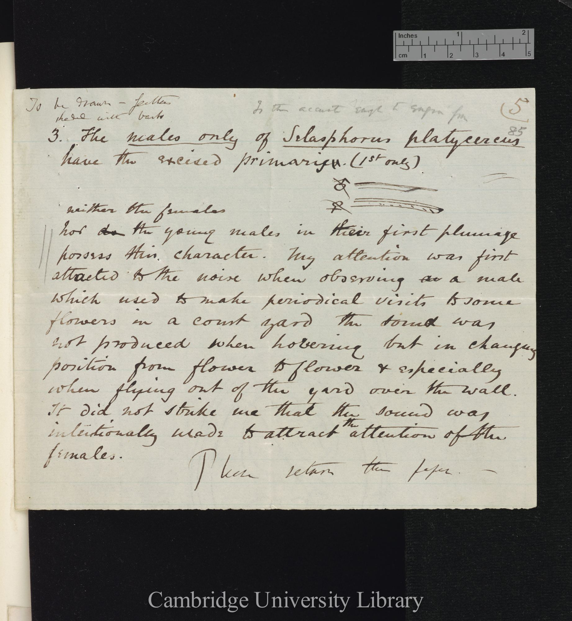 Osbert Salvin to Charles Robert Darwin