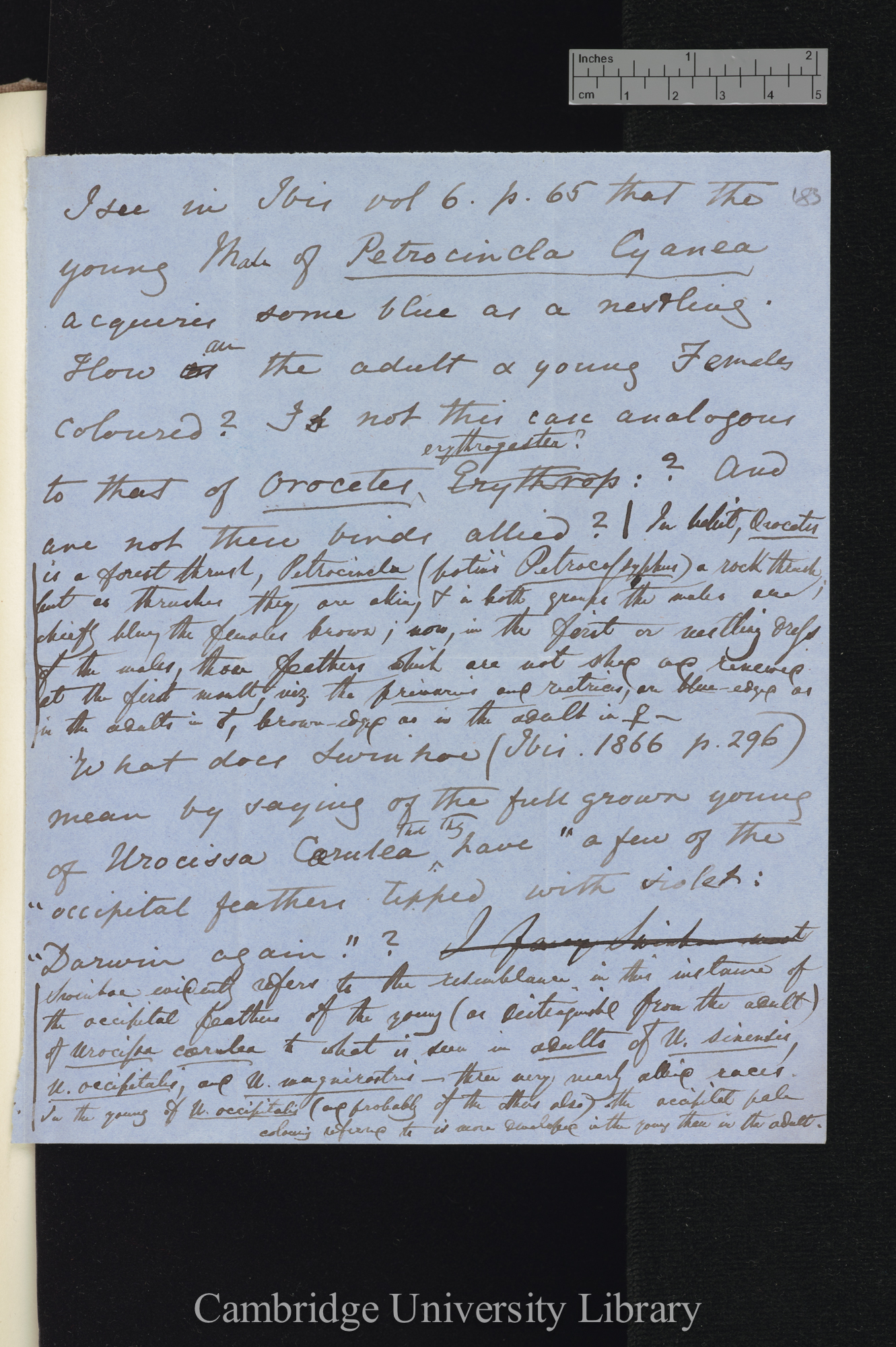 Charles Robert Darwin to Edward Blyth