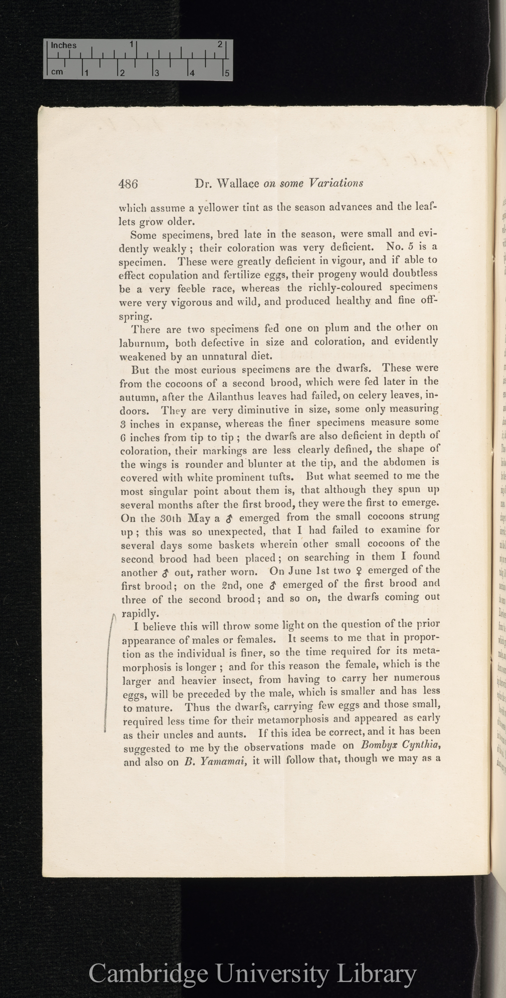 Wallace, Alexander. On some variations observed in Bombyx cynthia in 1866 &#39;Entomological Society (Transactions)&#39; 3s 5: 486