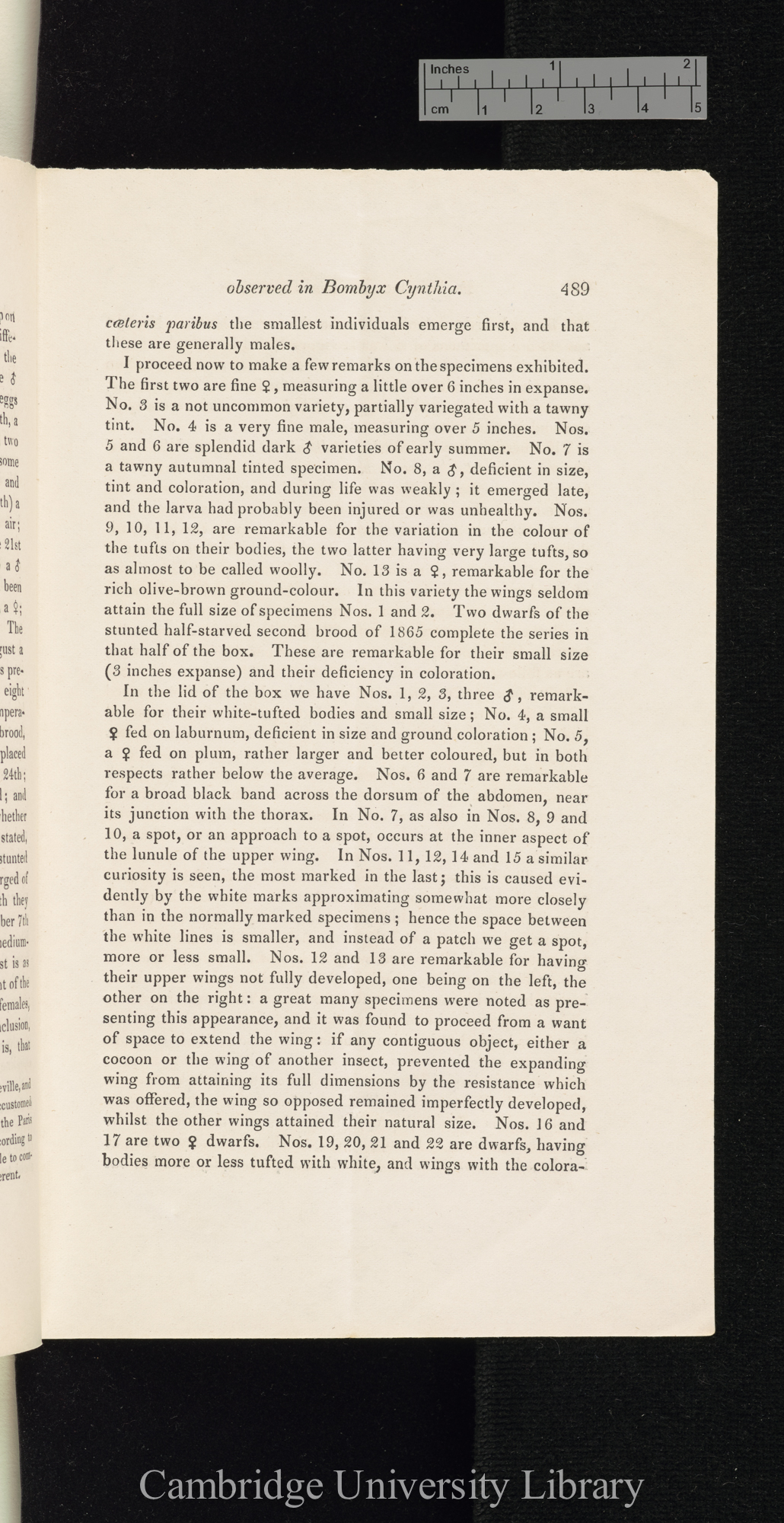 Wallace, Alexander. On some variations observed in Bombyx cynthia in 1866 &#39;Entomological Society (Transactions)&#39; 3s 5: 489