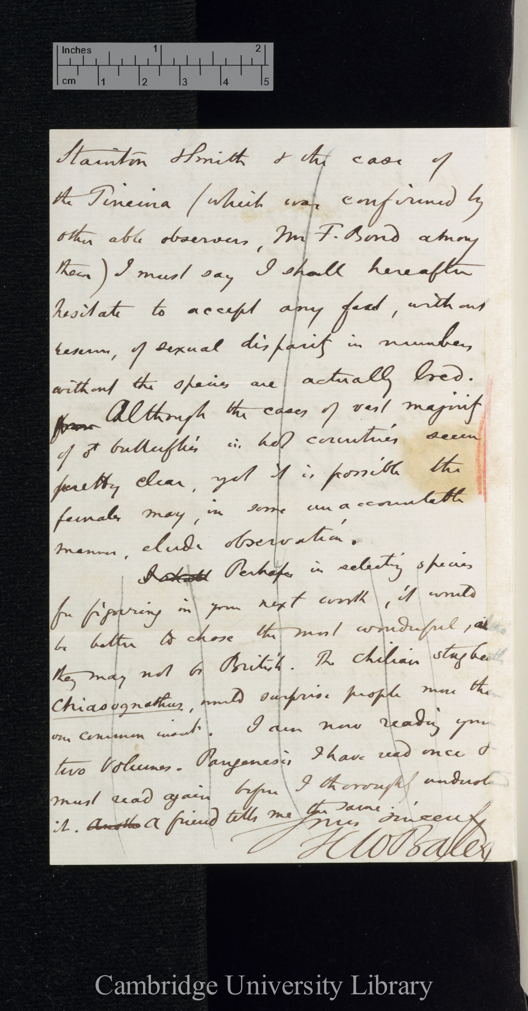 Henry Walter Bates to Charles Robert Darwin