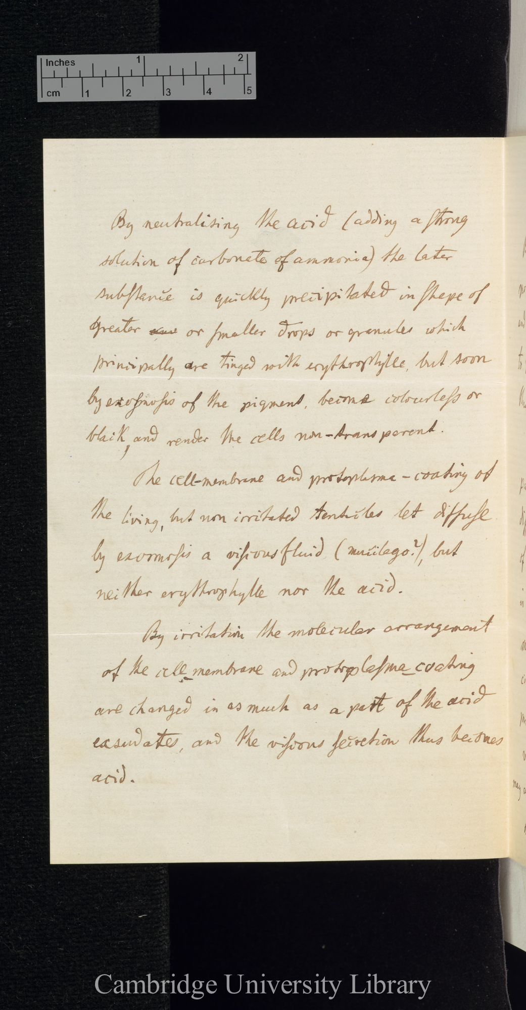 Ferdinand Cohn to Charles Robert Darwin