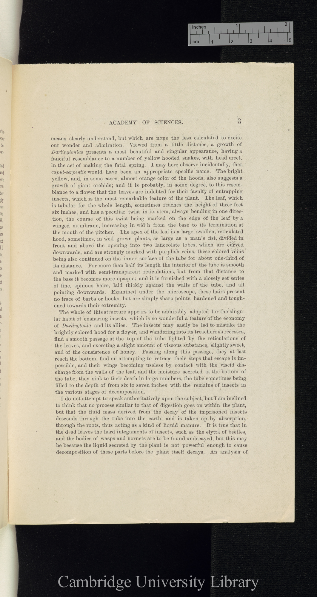 Edwards, Henry. Darlingtonia californica &#39;California Academy of Science, Proceedings&#39;: 161-166 [3]