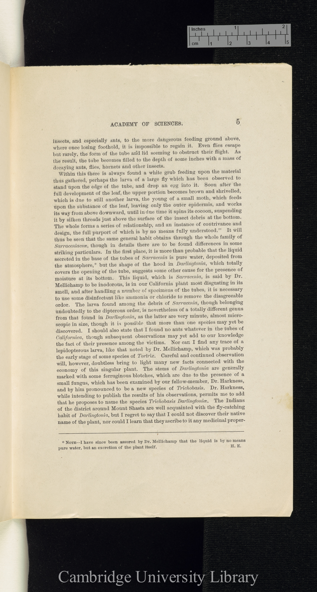 Edwards, Henry. Darlingtonia californica &#39;California Academy of Science, Proceedings&#39;: 161-166 [5]