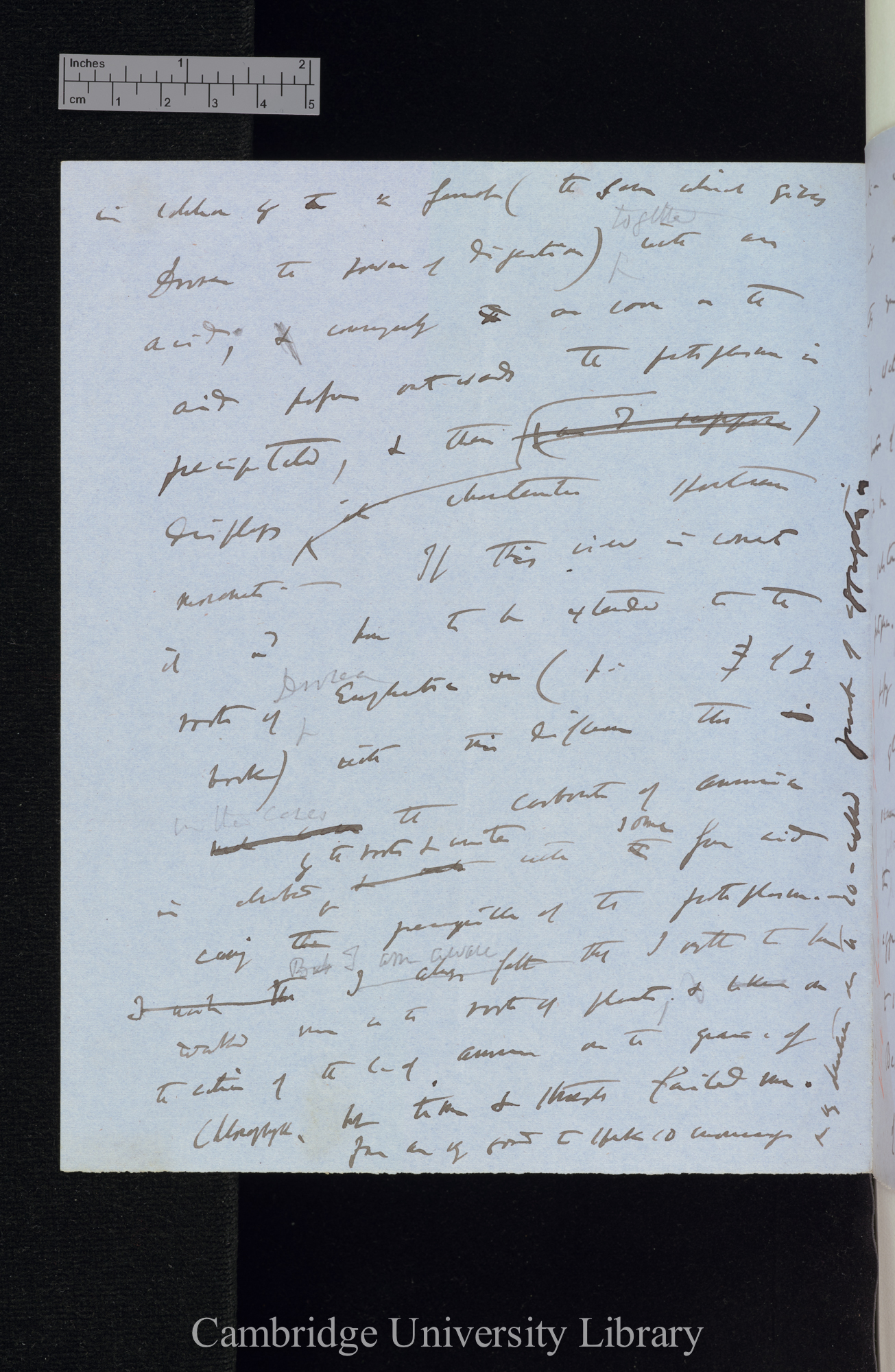 Charles Robert Darwin to Ferdinand Cohn