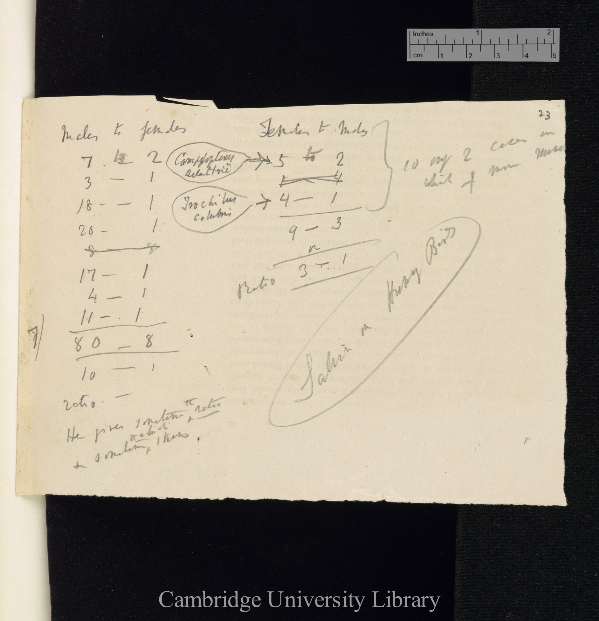 Osbert Salvin to Charles Robert Darwin [note by CD]