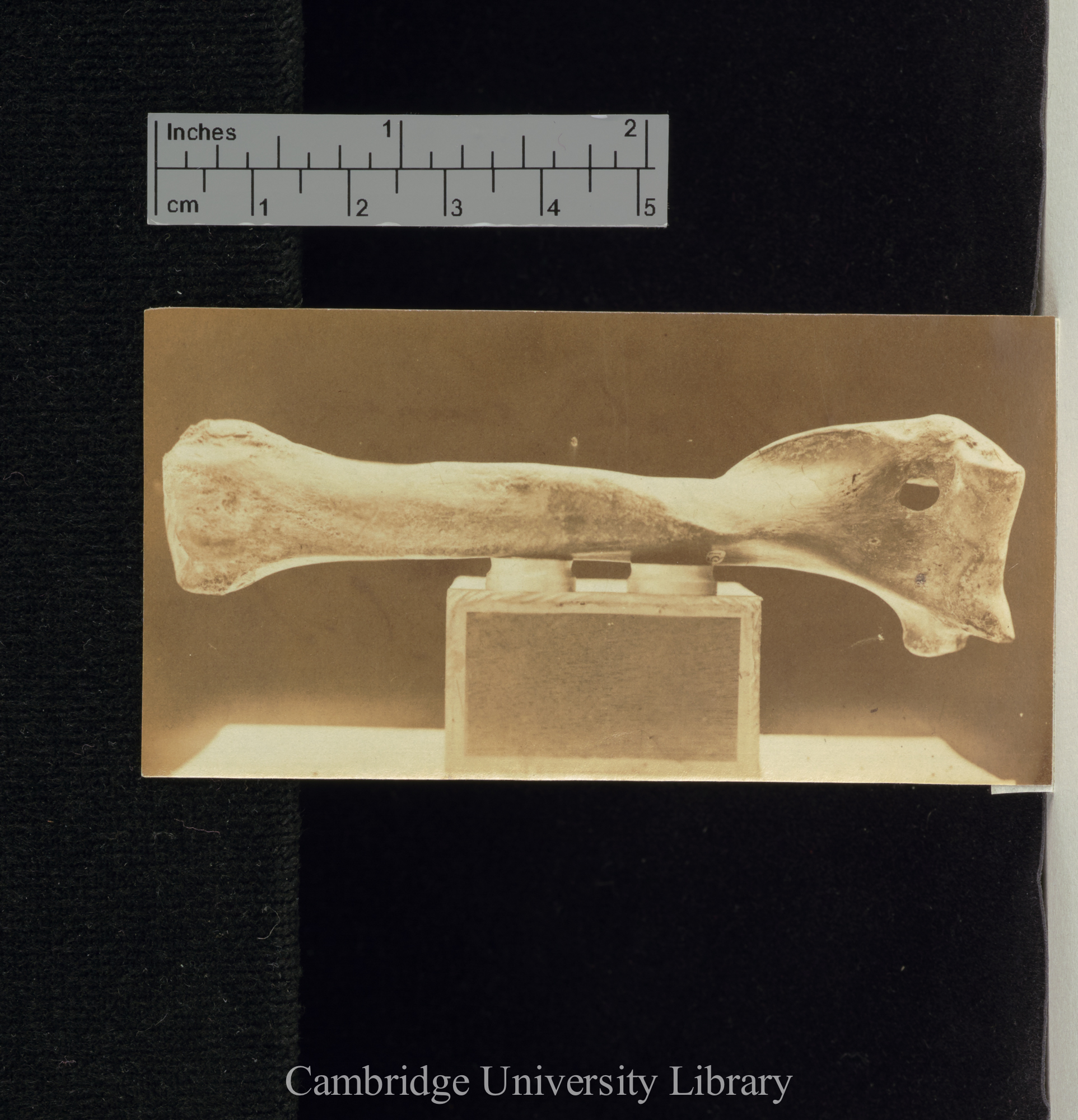 Ursus spelaeus: perforate humerus