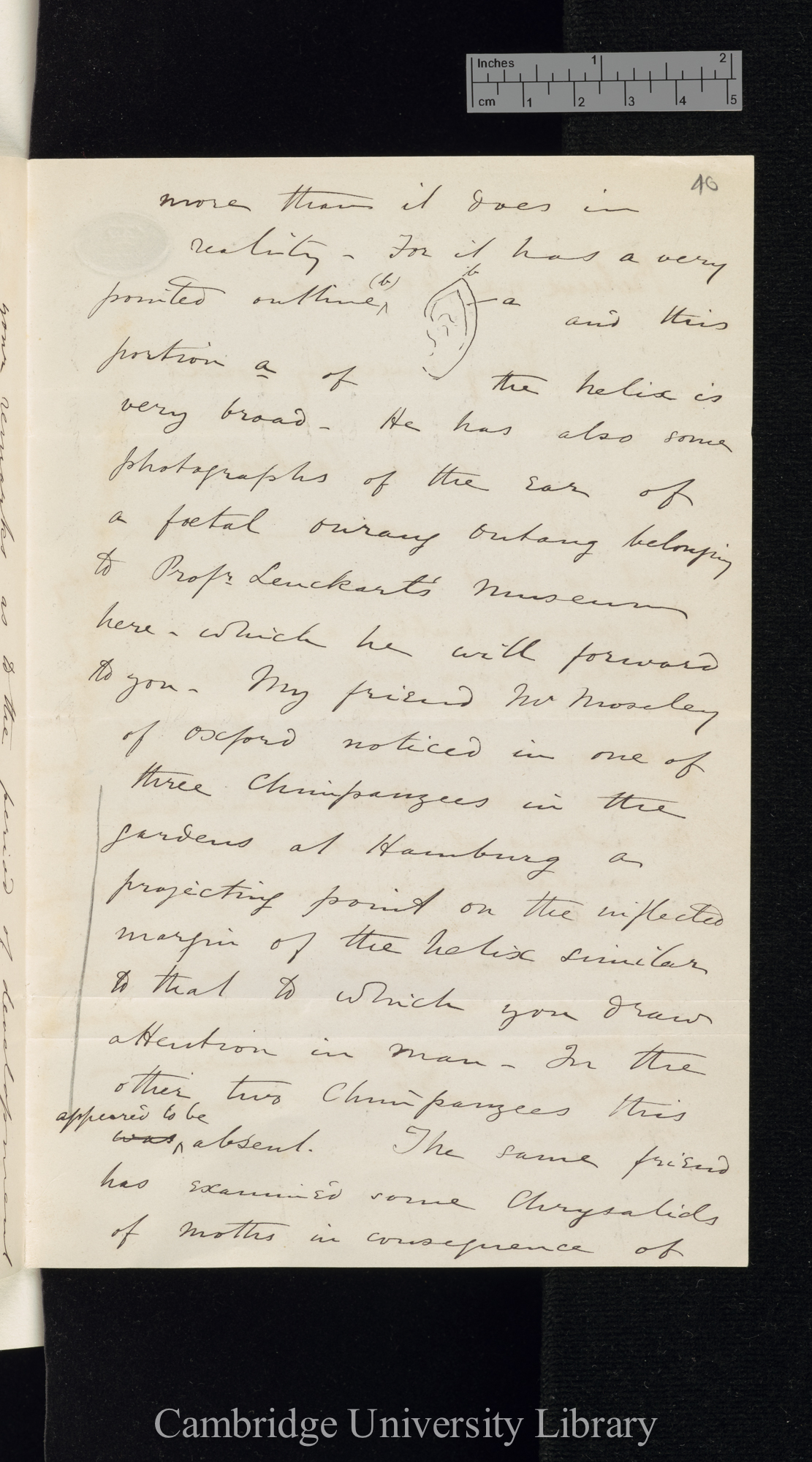 Edwin Ray Lankester to Charles Robert Darwin