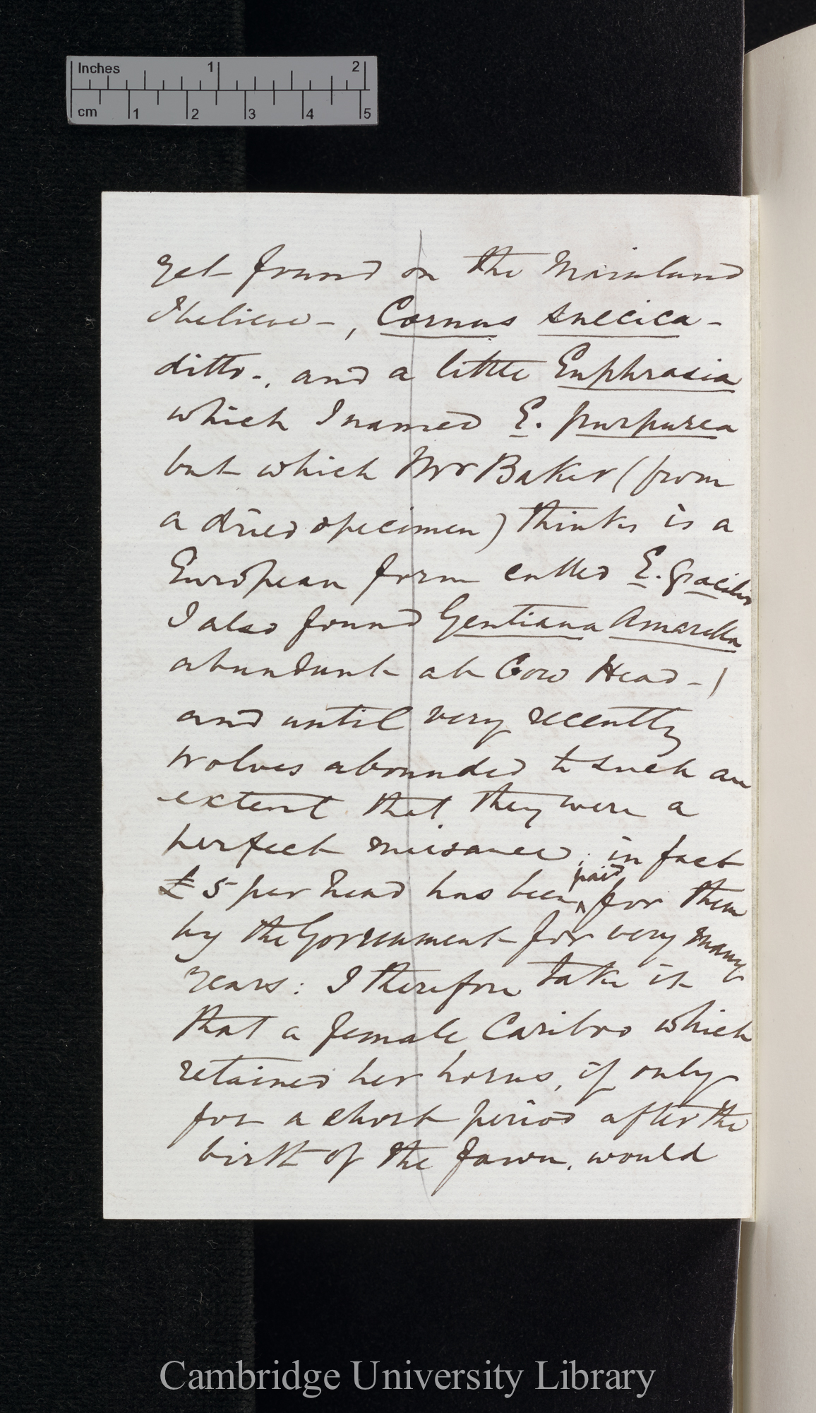 [Henry Reeks] to Charles Robert Darwin