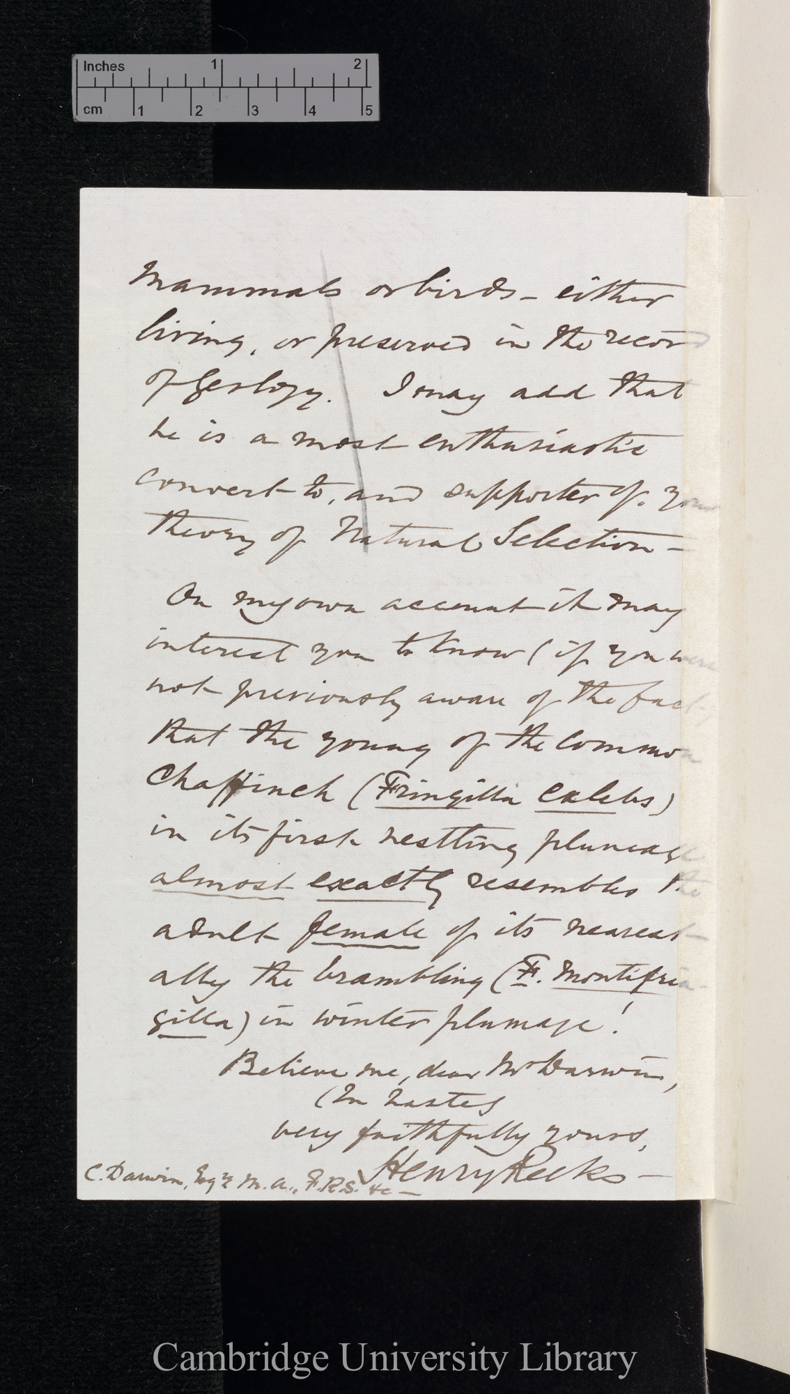 Henry Reeks to Charles Robert Darwin