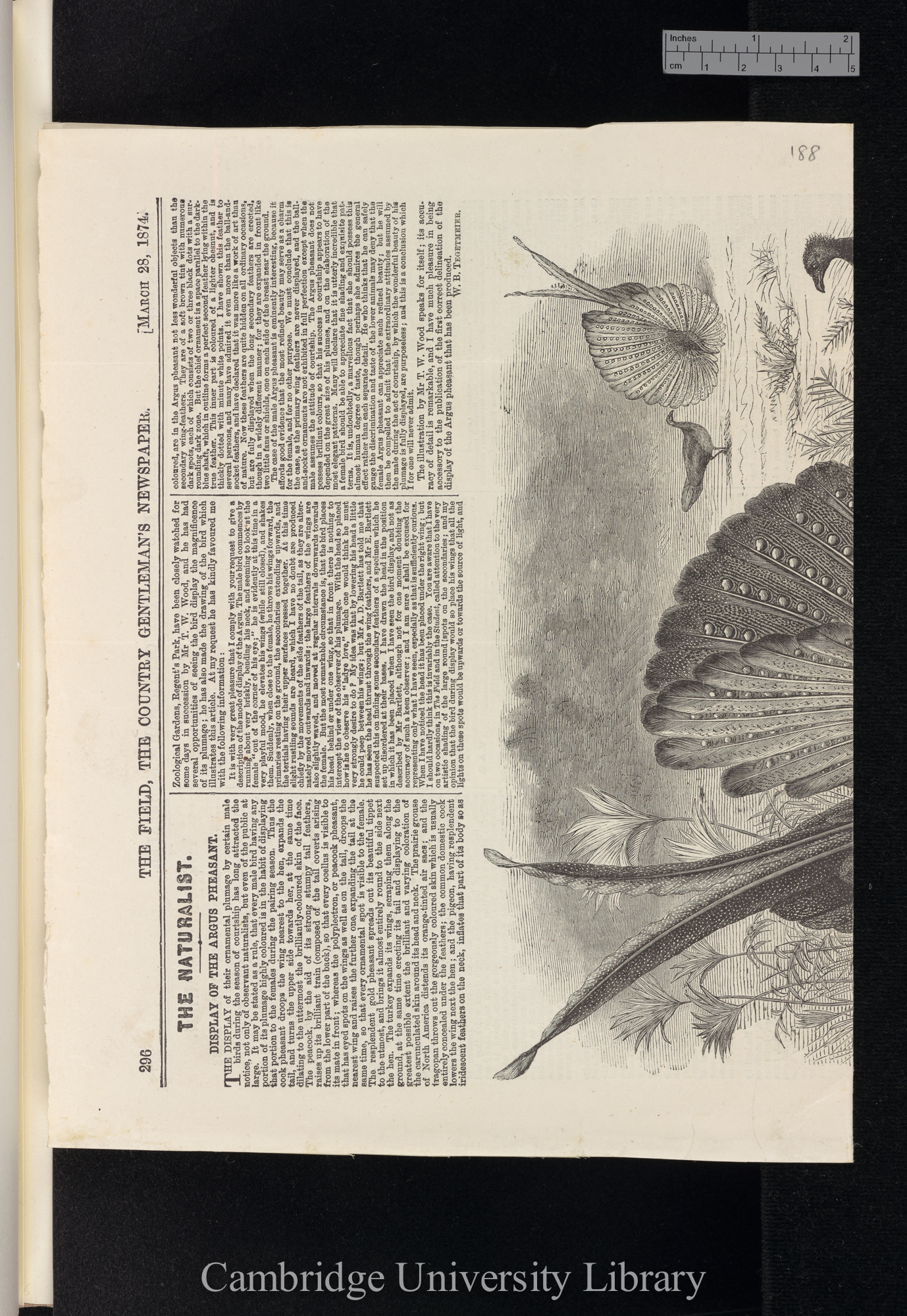 Tegetmeier, William Bernhard. Display of the argus pheasant &#39;Field&#39;: 296